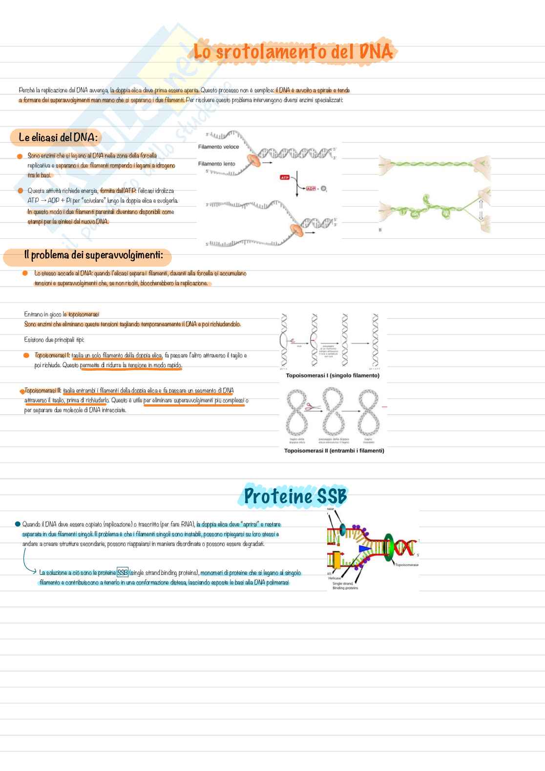Appunti per esame di Biologia, semestre filtro Pag. 36