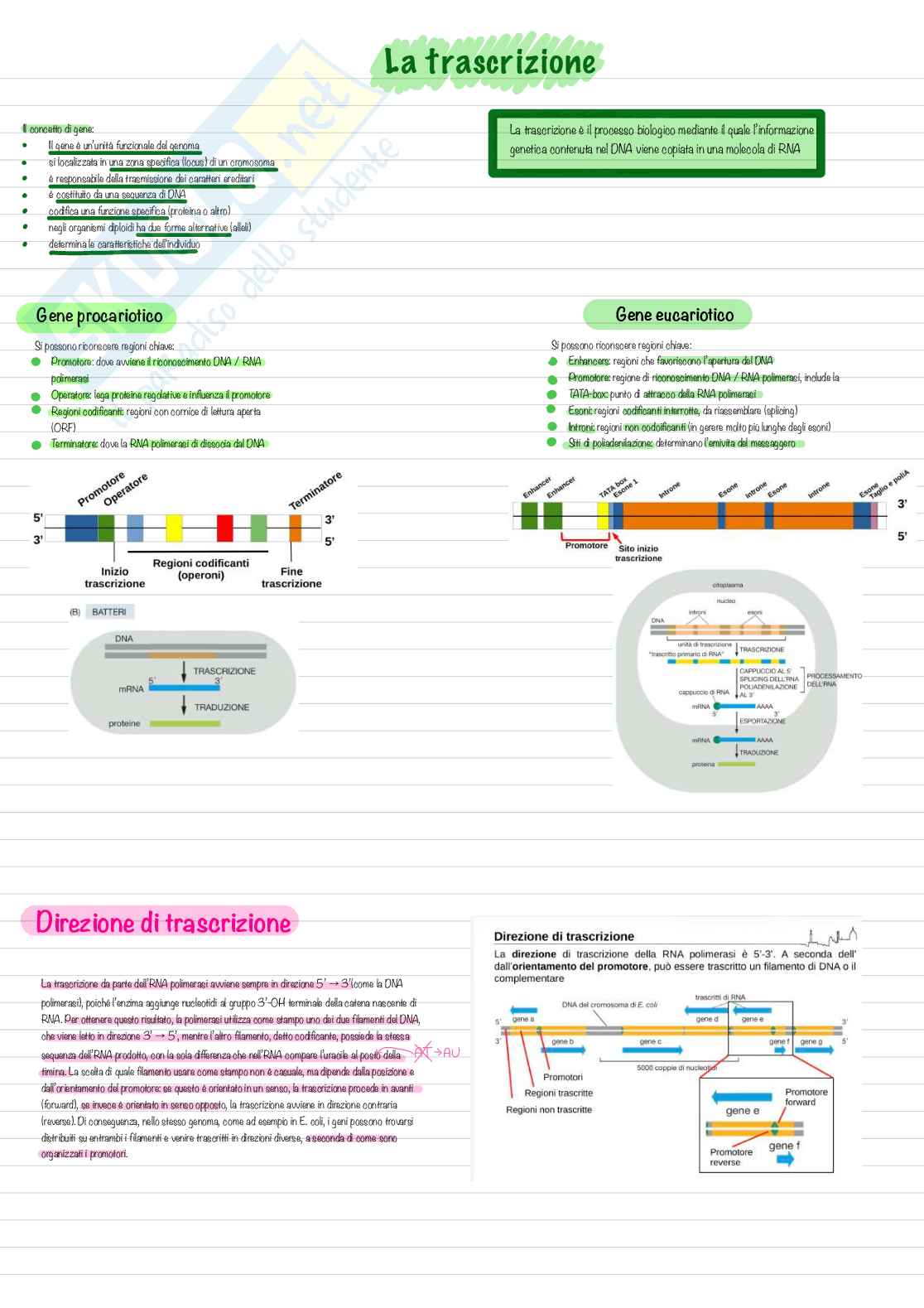 Appunti per esame di Biologia, semestre filtro Pag. 41