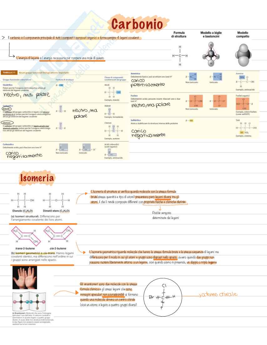 Appunti per esame di Biologia, semestre filtro Pag. 6