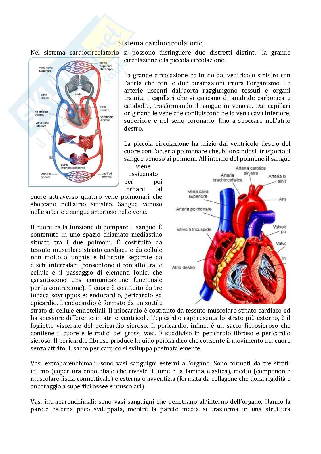 Anatomia  Pag. 11