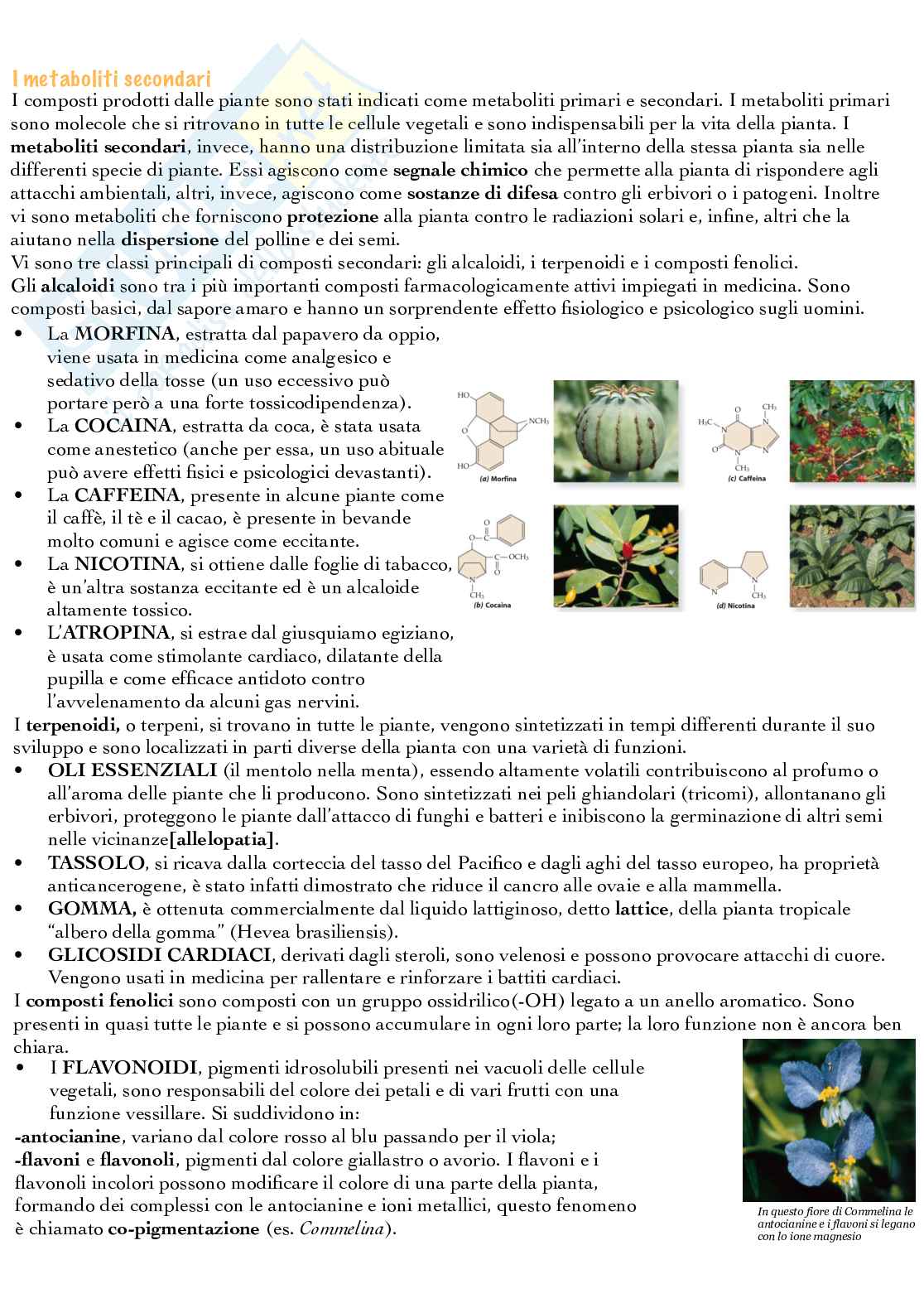 Cellula vegetale Pag. 1