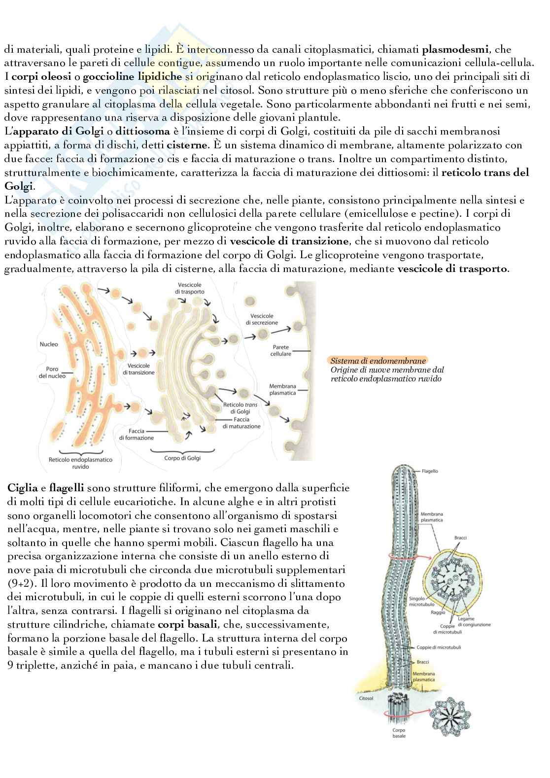 Cellula vegetale Pag. 6