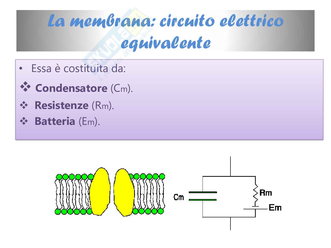 L'elettrocardiogramma: tra medicina e matematica Pag. 31