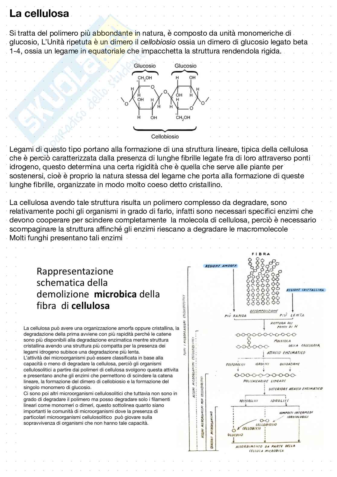 Patologia Vegetale - Marzia Beccaccioli - Laboratorio per lo studio dei materiali di origine vegetale  Pag. 1