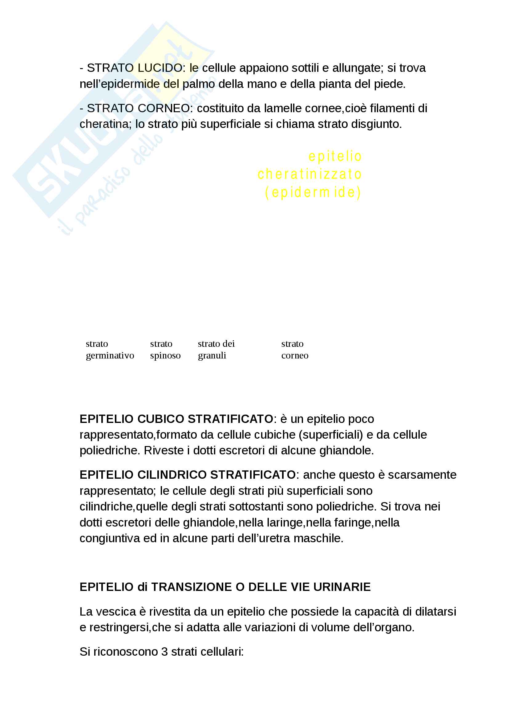 Istologia - tessuti epiteliali e connettivi, appunti completi Pag. 6