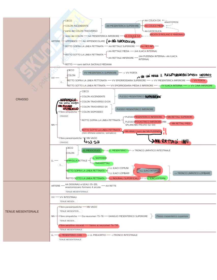 Organi con relative irrorazioni (arterie, vene, linfonodi) e innervazioni Pag. 6