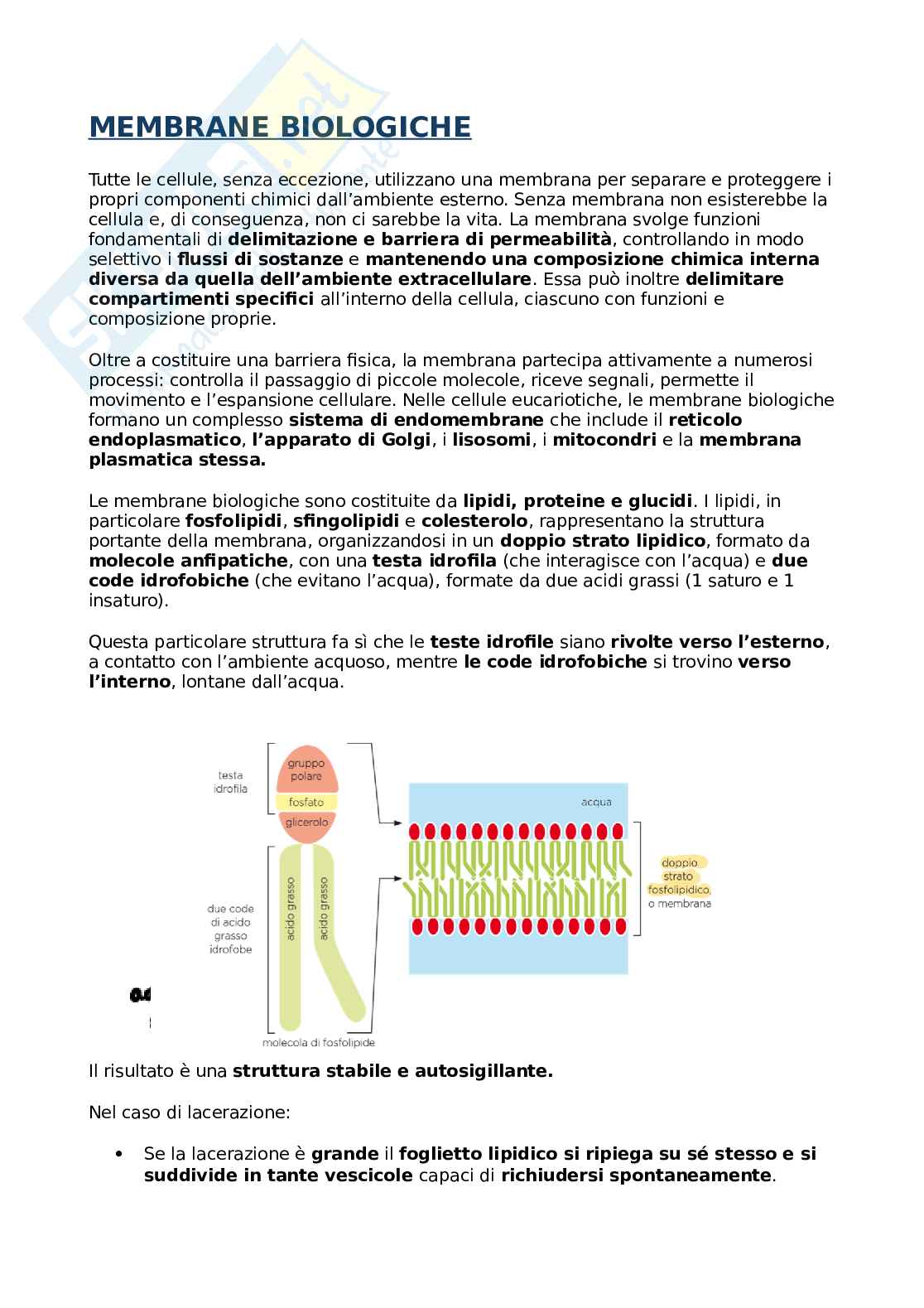 Membrane biologiche  Pag. 1
