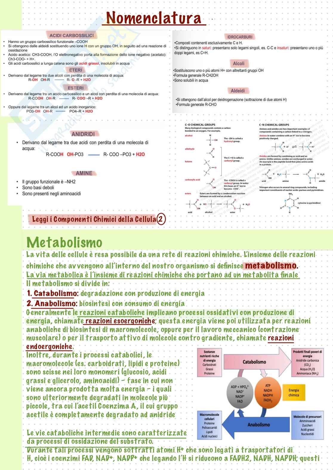 Biologia molecolare Pag. 6