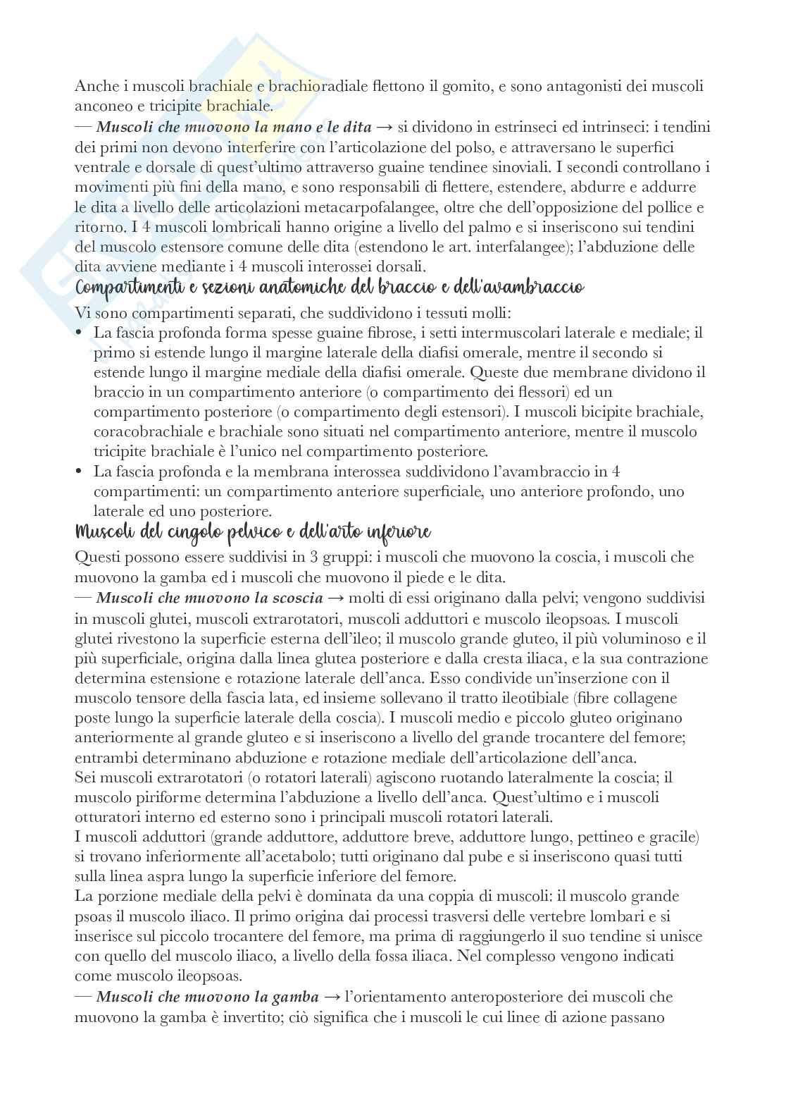 Riassunto esame Anatomia , Prof. Bandiera Pasquale, libro consigliato Anatomia, Martini Pag. 26