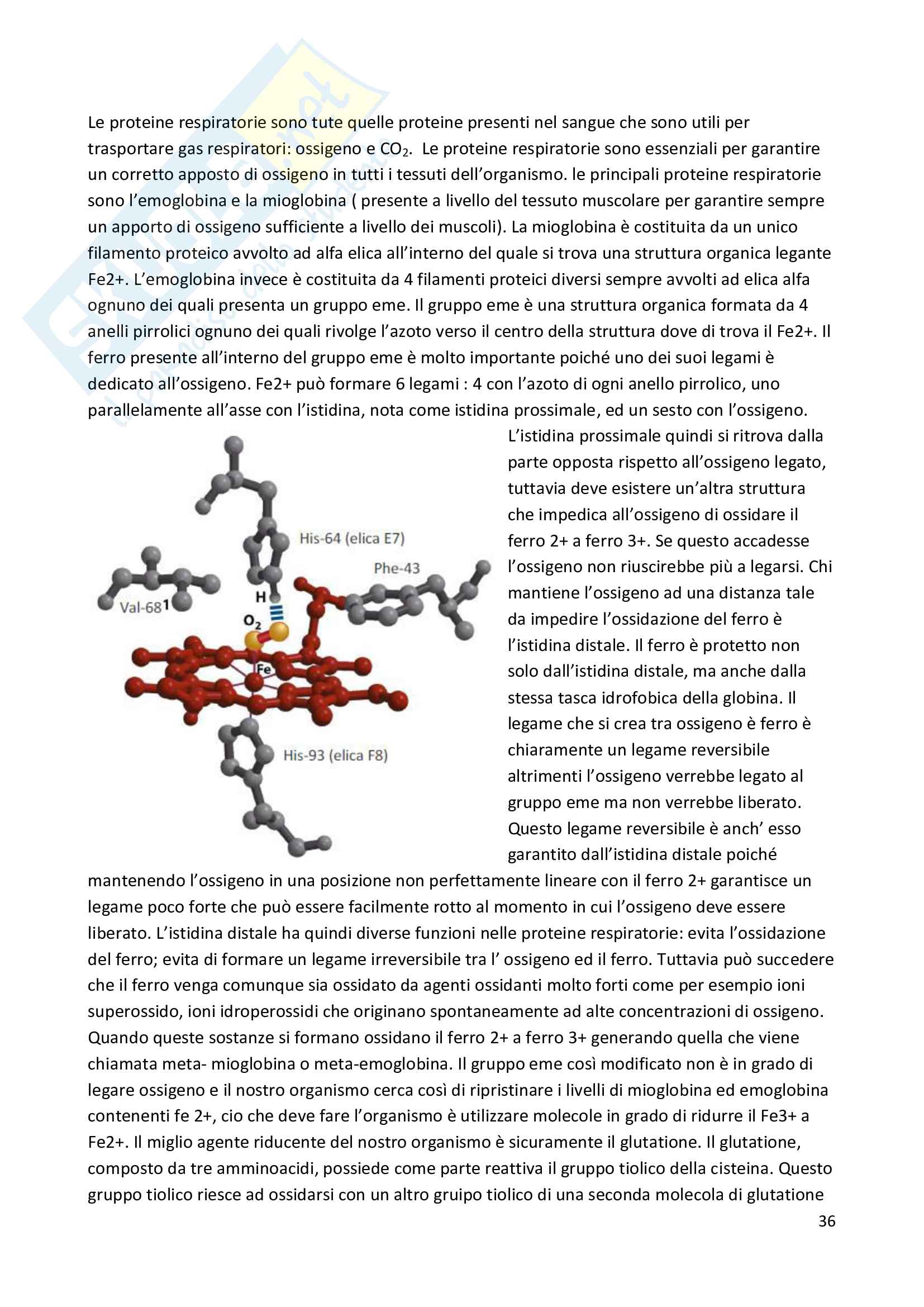Biochimica Pag. 36