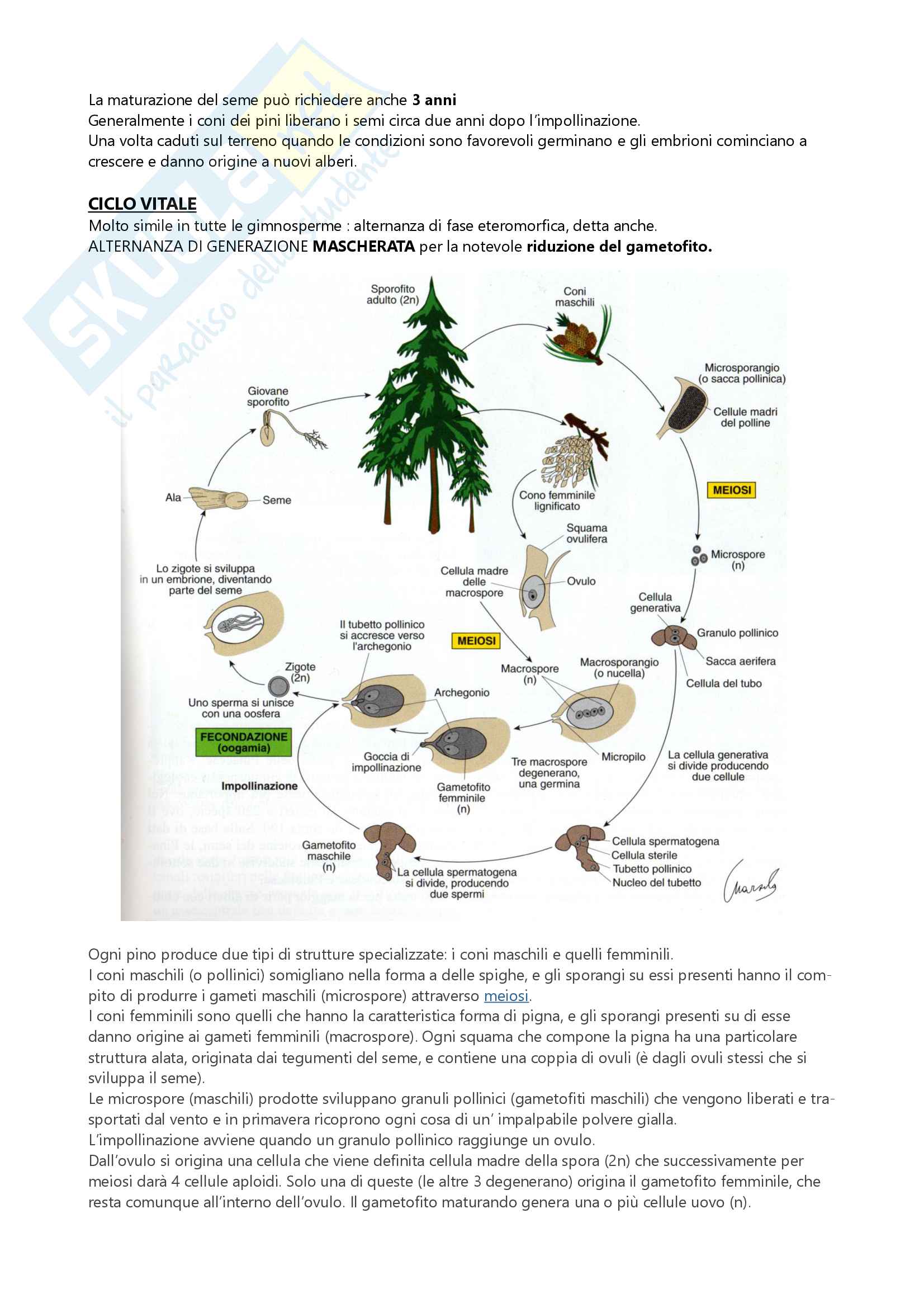 Botanica sistematica Pag. 101