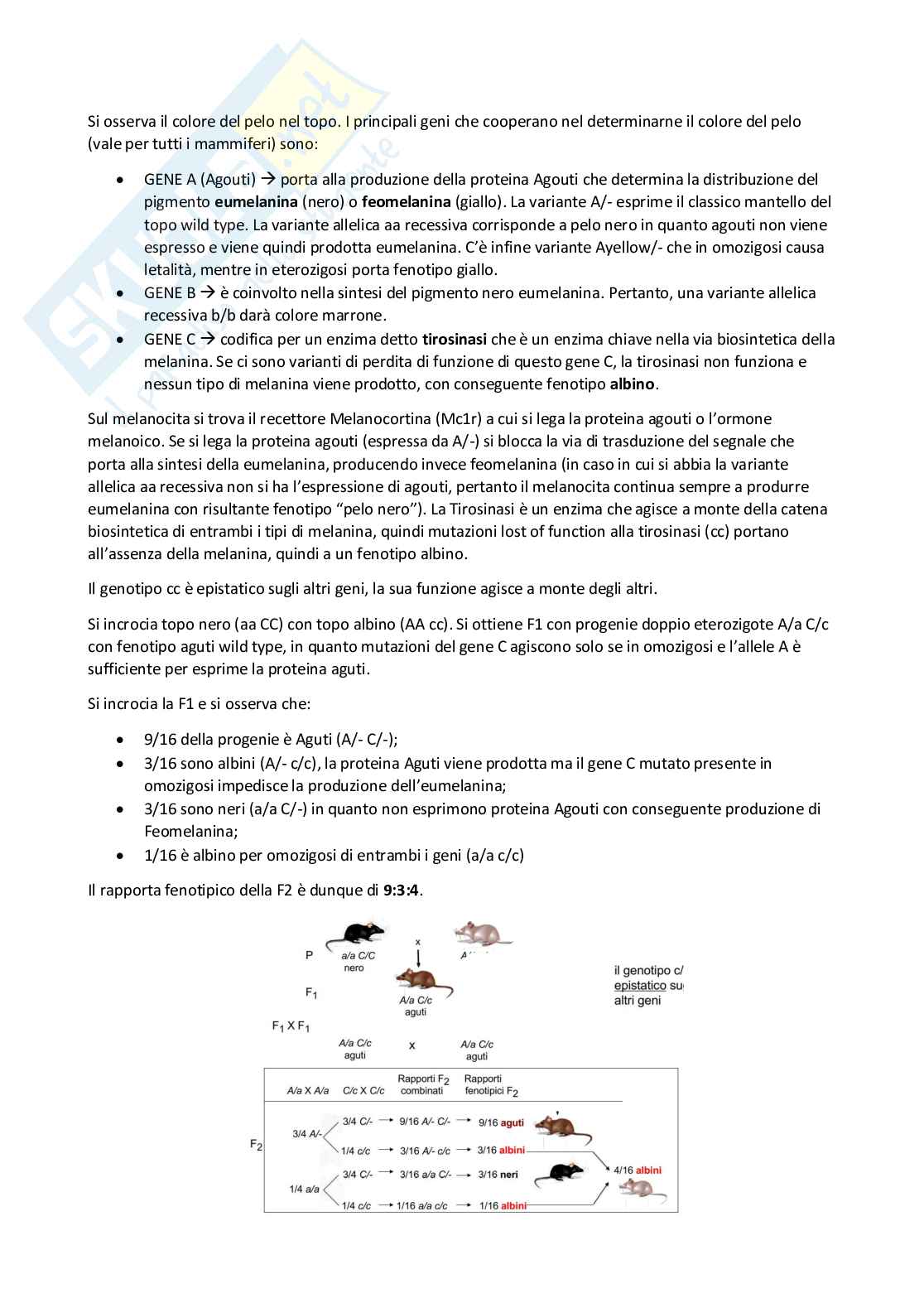 Genetica generale Pag. 56