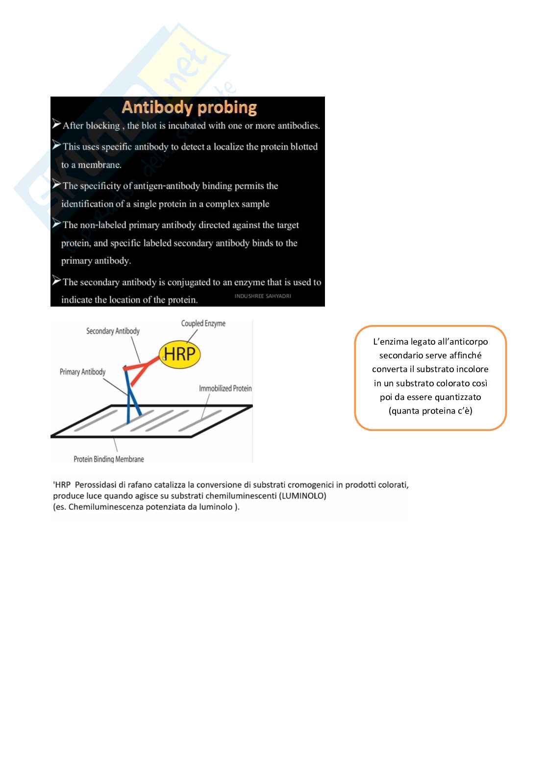 Dosaggio dei lipidi, tecniche elettroforetiche e immunoblotting nella diagnostica delle dislipidemie Pag. 11