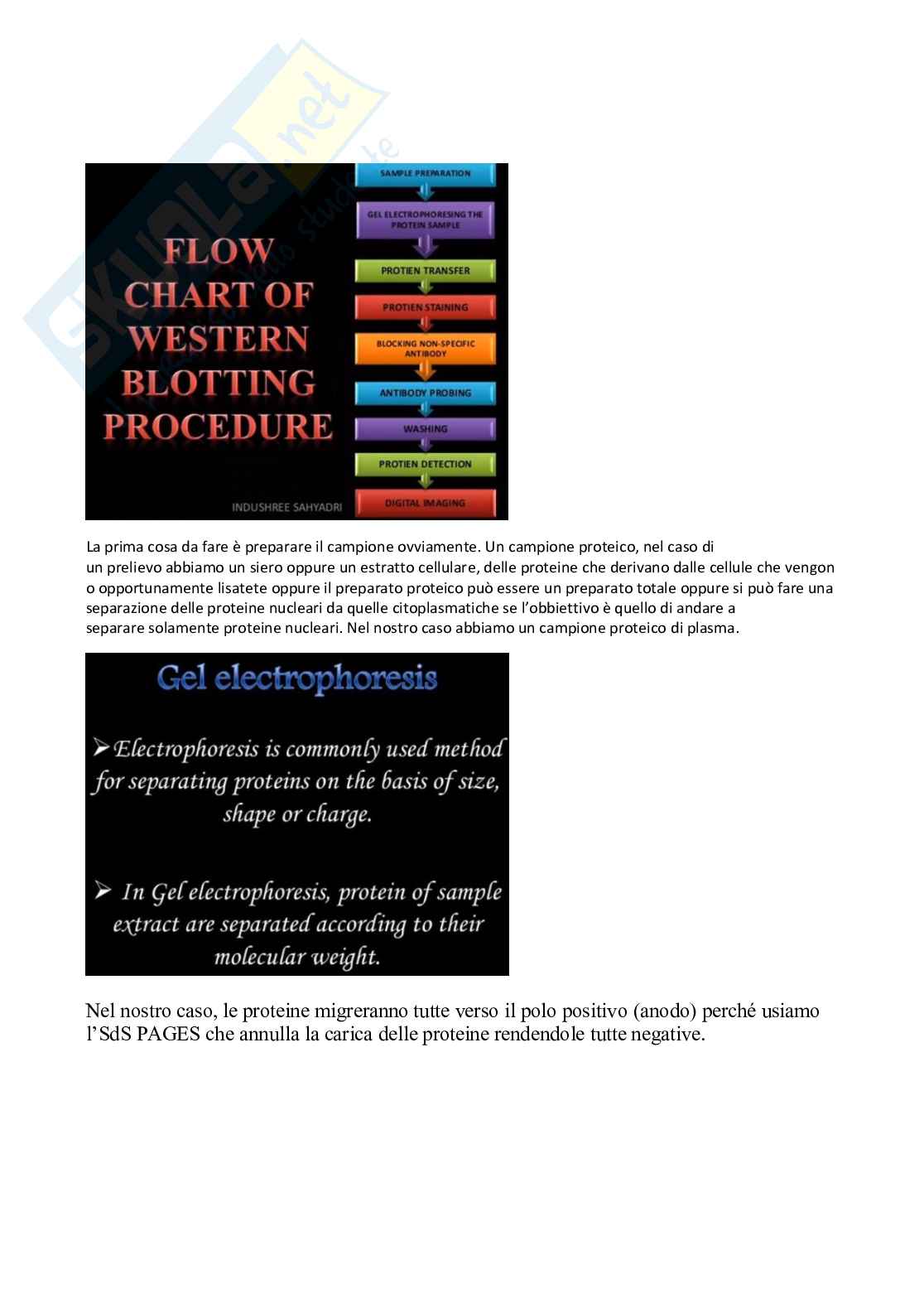 Dosaggio dei lipidi, tecniche elettroforetiche e immunoblotting nella diagnostica delle dislipidemie Pag. 6