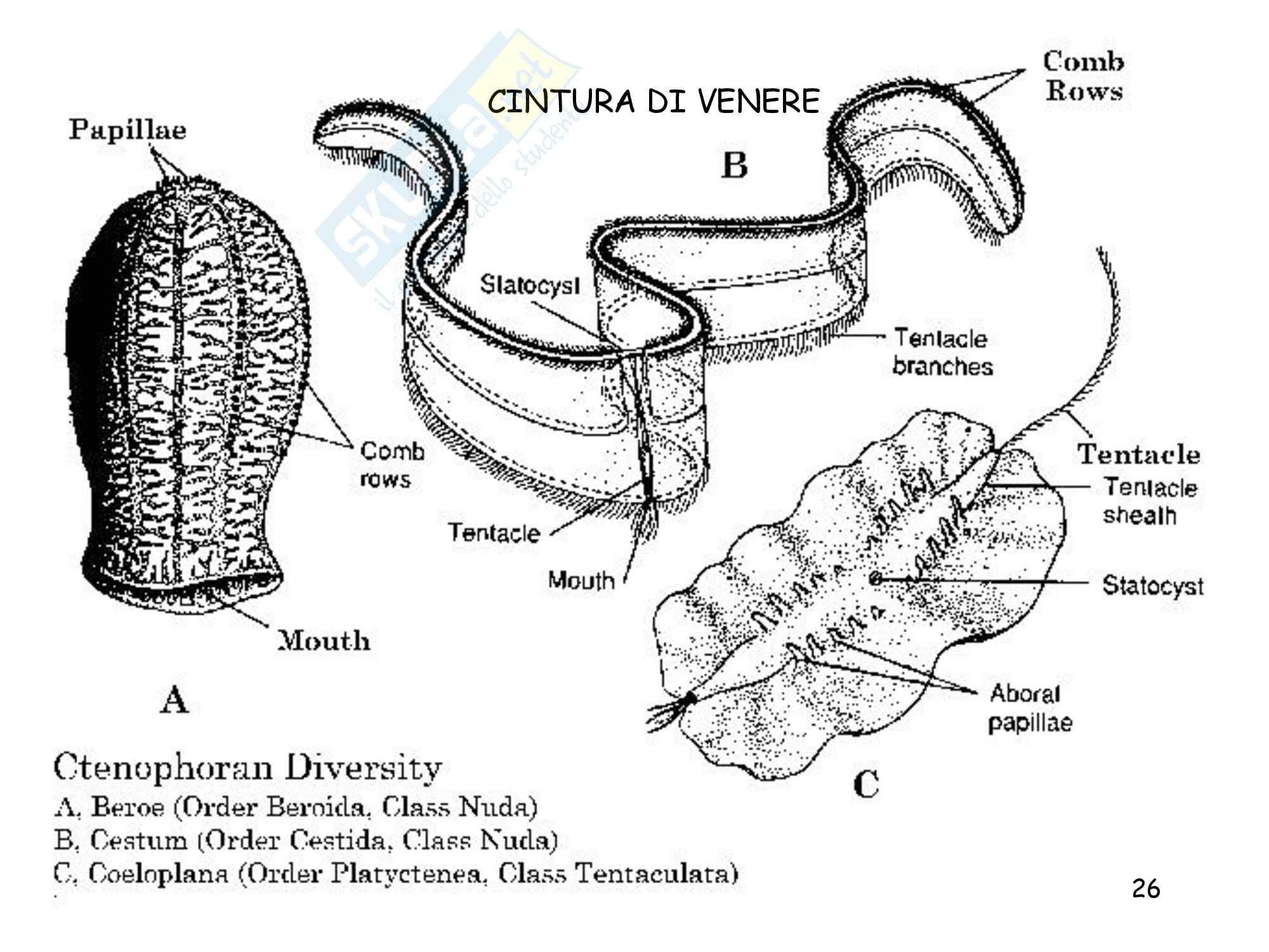 Cnidari e ctenofori, zoologia, scienze biologiche Pag. 26