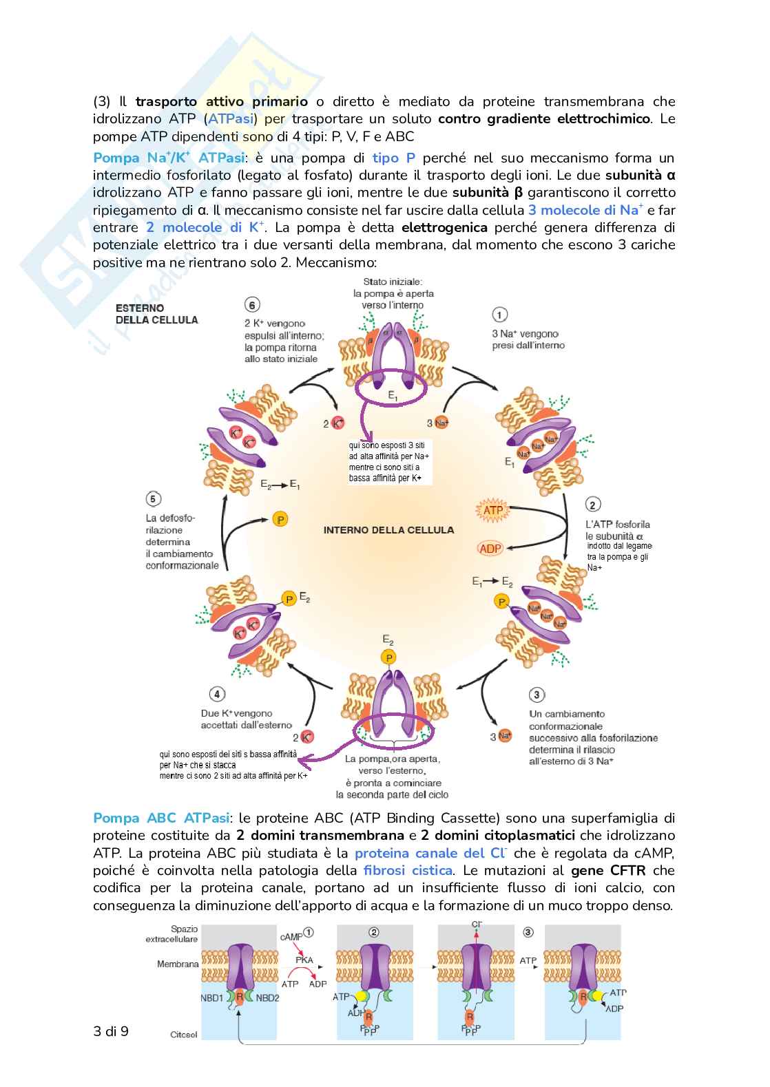 Riassunto esame Biologia, Prof. Frabetti Flavia, libro consigliato Biologia e Genetica - Manuale completo per il semestre filtro, Alessandro, Bucci, Fasano Pag. 26