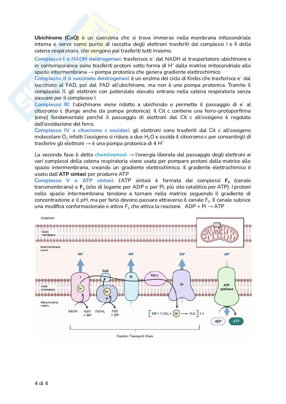 Riassunto esame Biologia, Prof. Frabetti Flavia, libro consigliato Biologia e Genetica - Manuale completo per il semestre filtro, Alessandro, Bucci, Fasano Pag. 36