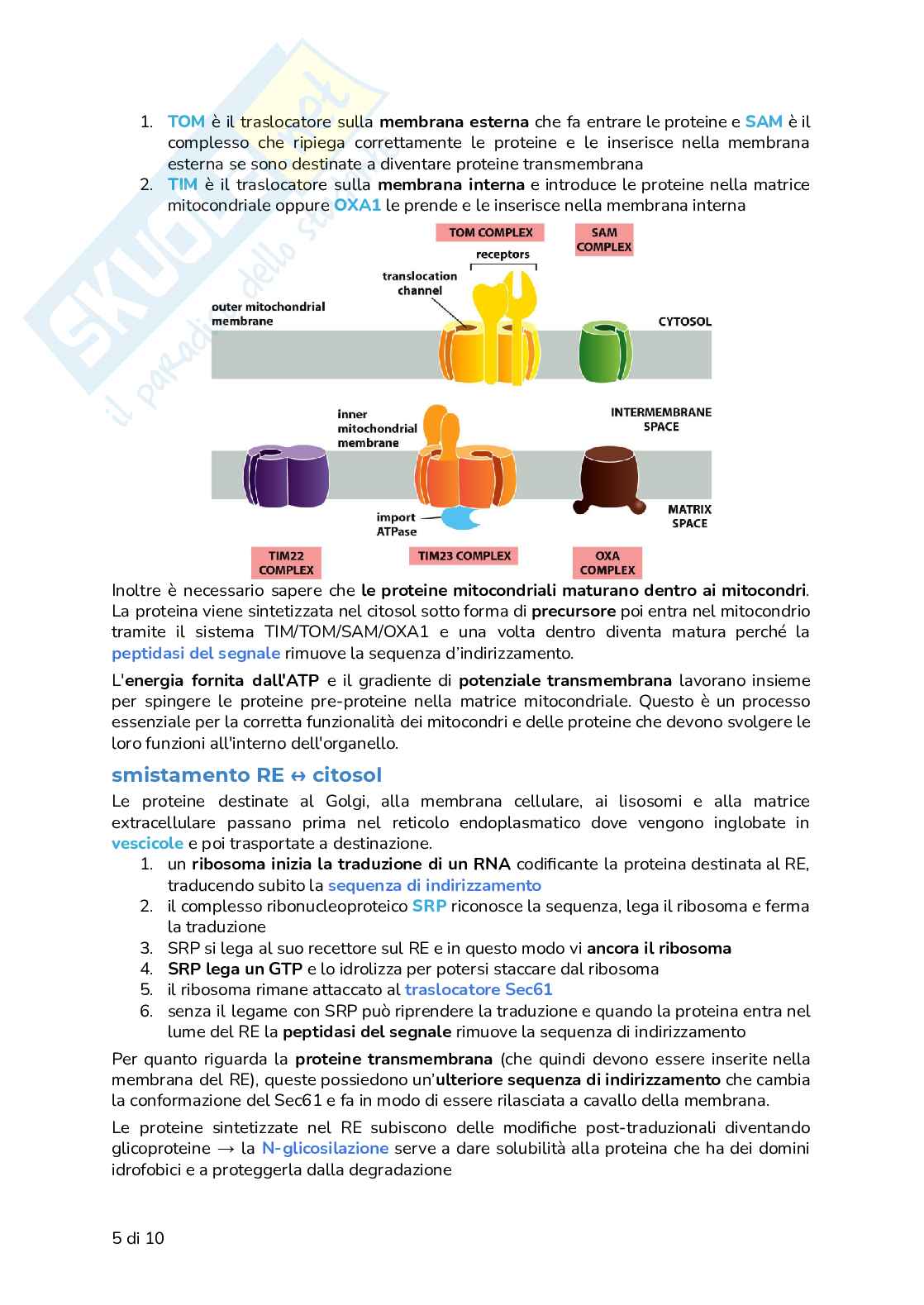 Riassunto esame Biologia, Prof. Frabetti Flavia, libro consigliato Biologia e Genetica - Manuale completo per il semestre filtro, Alessandro, Bucci, Fasano Pag. 41