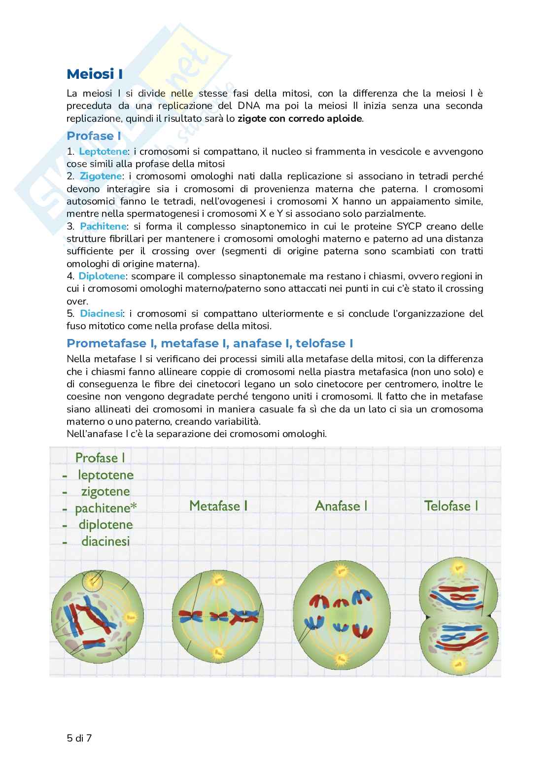 Riassunto esame Biologia, Prof. Frabetti Flavia, libro consigliato Biologia e Genetica - Manuale completo per il semestre filtro, Alessandro, Bucci, Fasano Pag. 51
