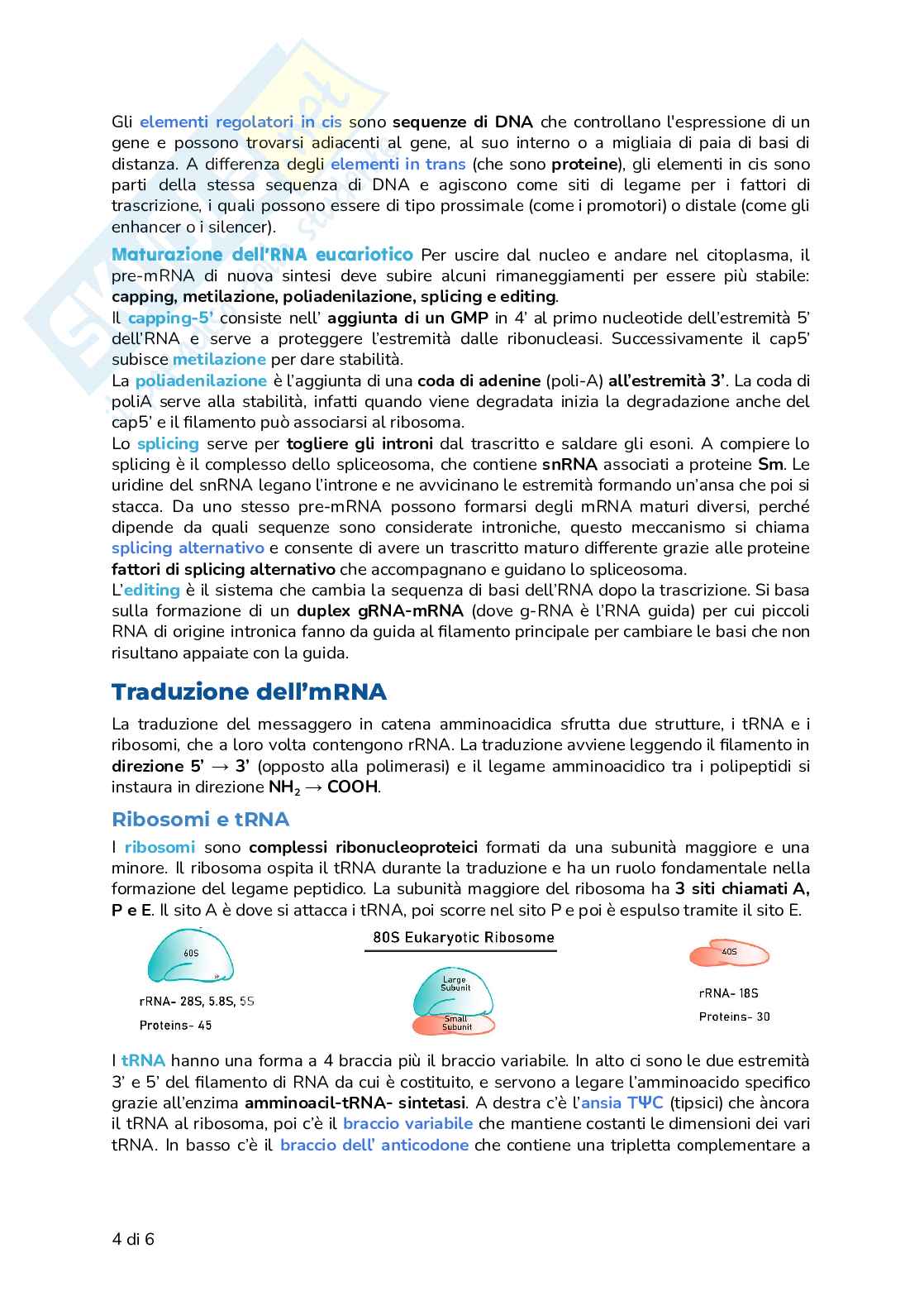 Riassunto esame Biologia, Prof. Frabetti Flavia, libro consigliato Biologia e Genetica - Manuale completo per il semestre filtro, Alessandro, Bucci, Fasano Pag. 6