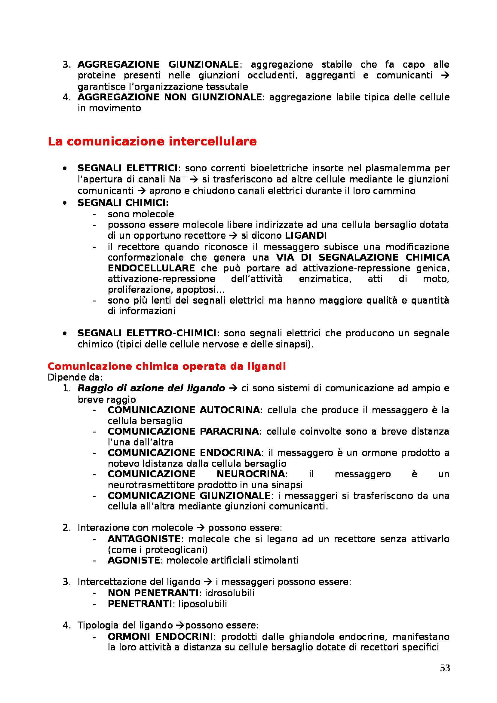 Riassunto esame Citologia, Embriologia e Istologia, prof. Scandroglio, libro consigliato La porta che apre al mondo della medicina, tomo I Pag. 41