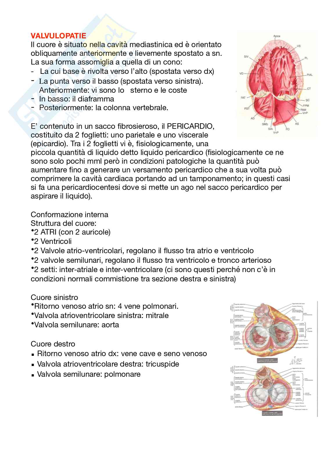 Cardiologia per le Professioni Sanitarie Pag. 11