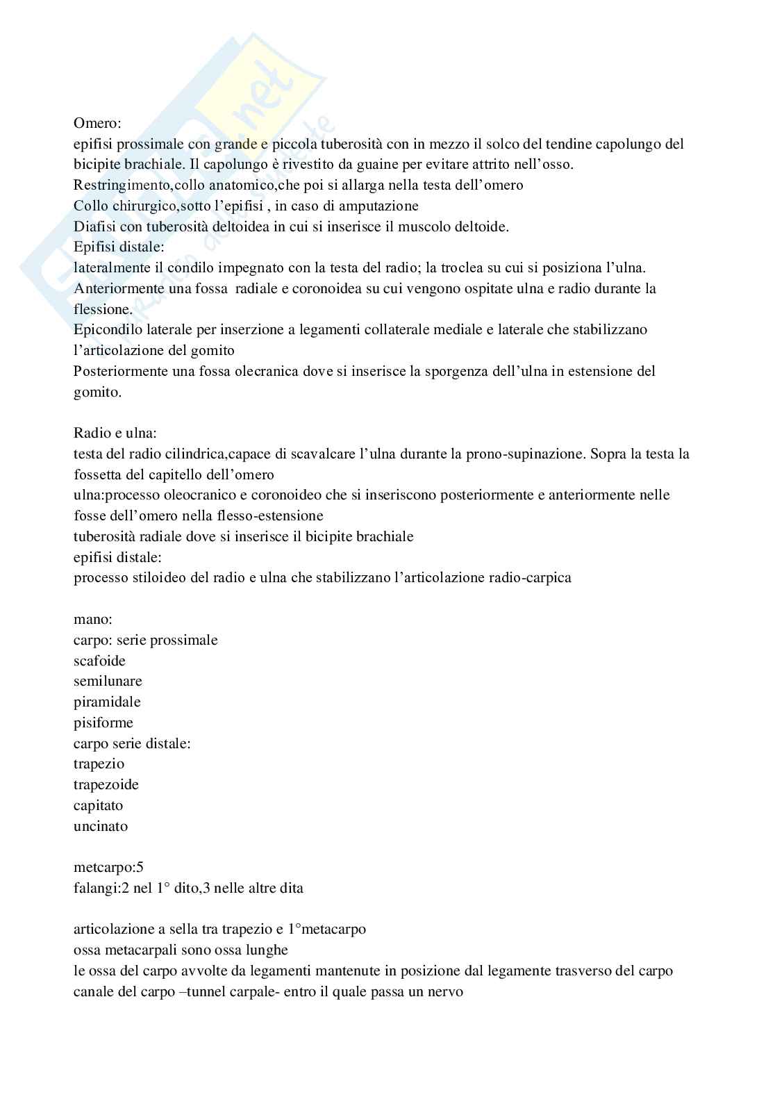 Anatomia dell'apparato locomotore Pag. 11