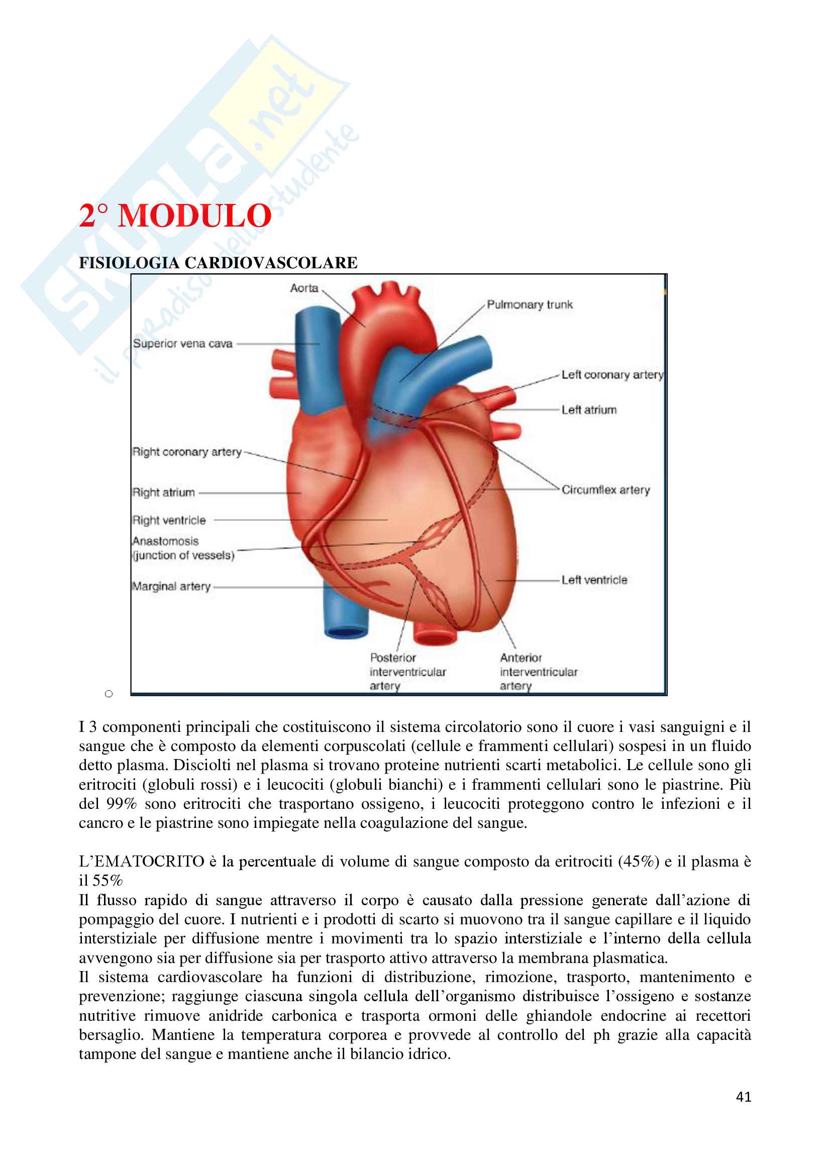 Appunti e Slides esplictive del corso Fisiologia e corso opzionale Fisiologia dello Sport Pag. 41