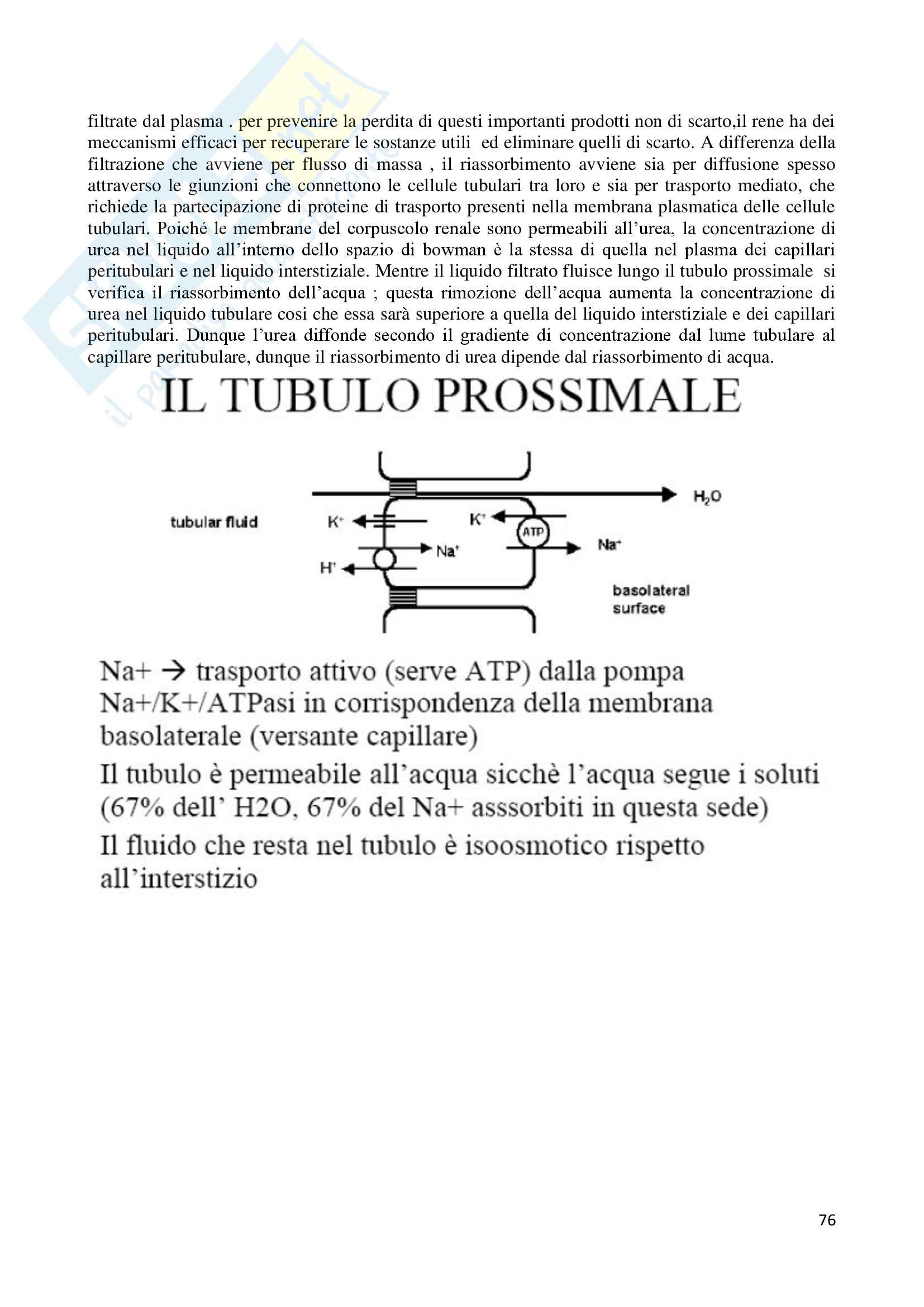 Appunti e Slides esplictive del corso Fisiologia e corso opzionale Fisiologia dello Sport Pag. 76