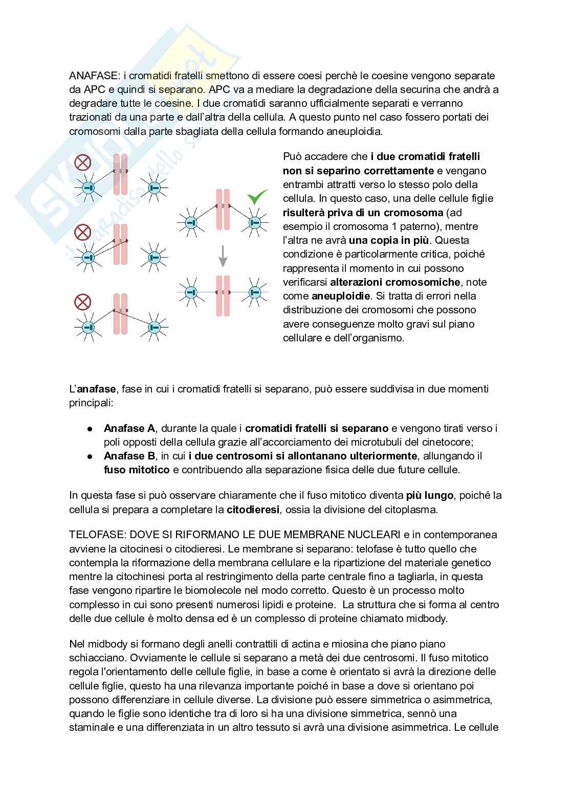 Mitosi Pag. 6
