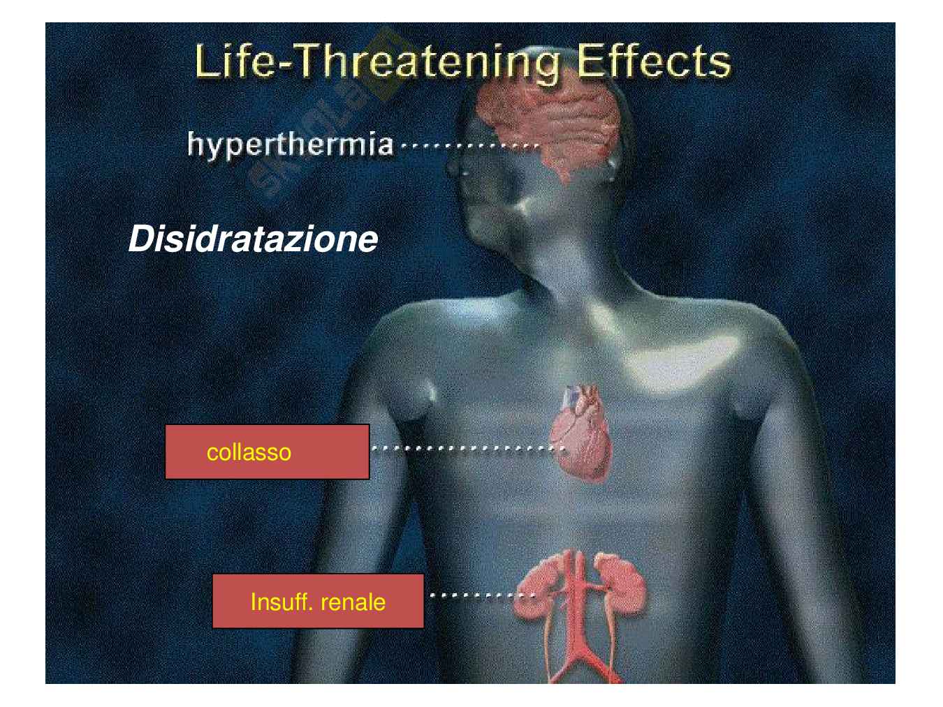 Sistema serotoninergico Pag. 26