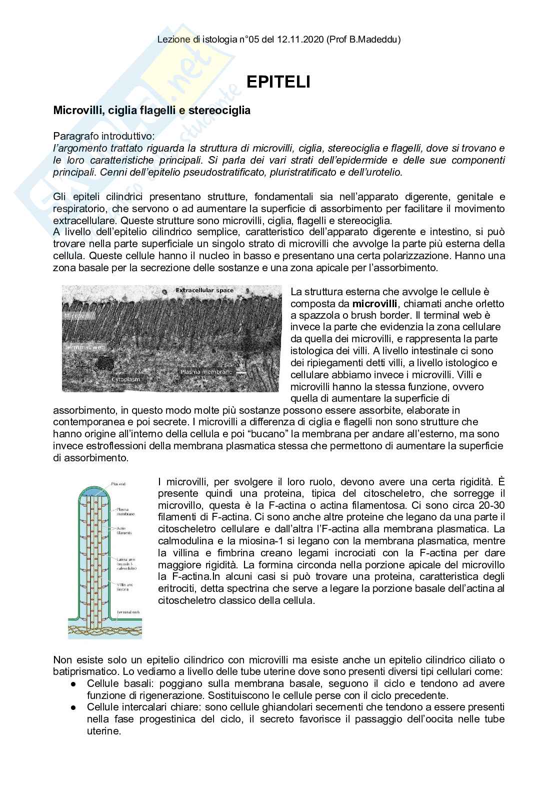 Istologia completo Pag. 11