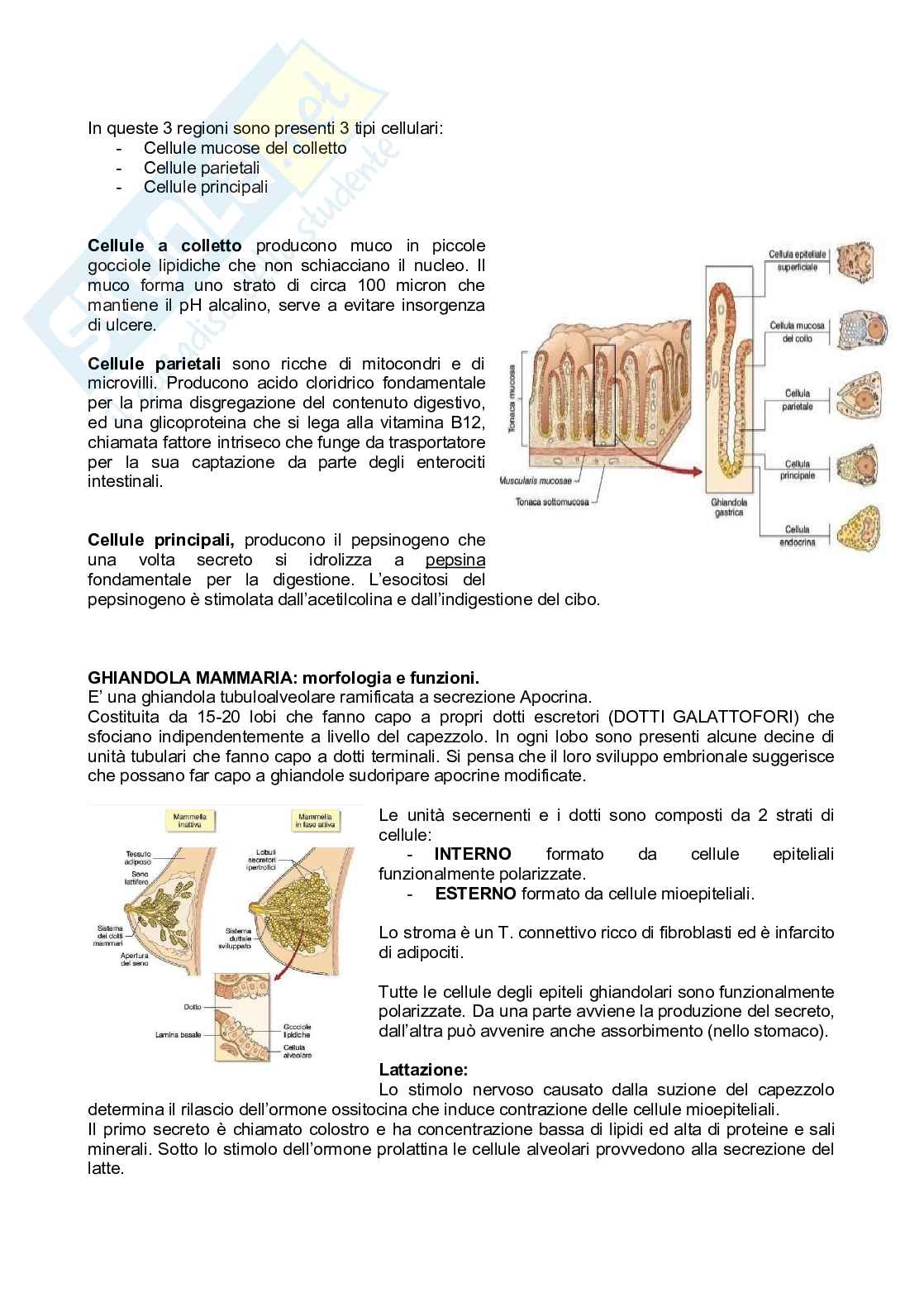 Istologia completo Pag. 21