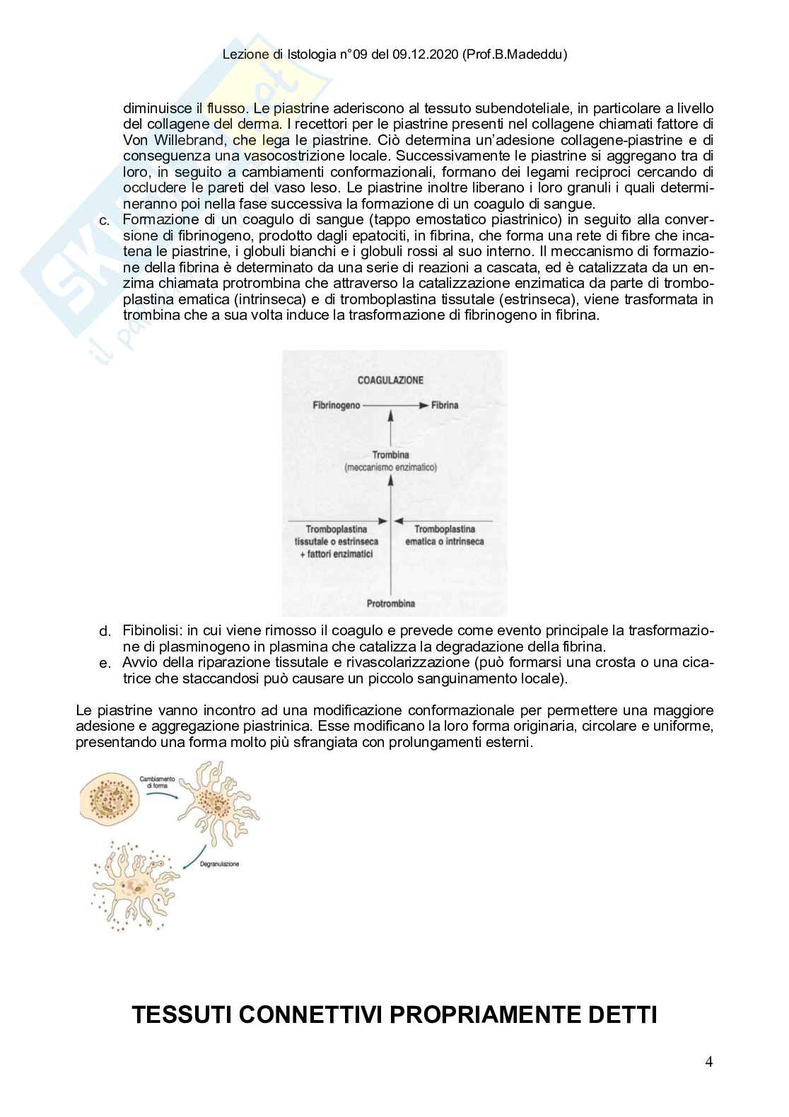 Istologia completo Pag. 36