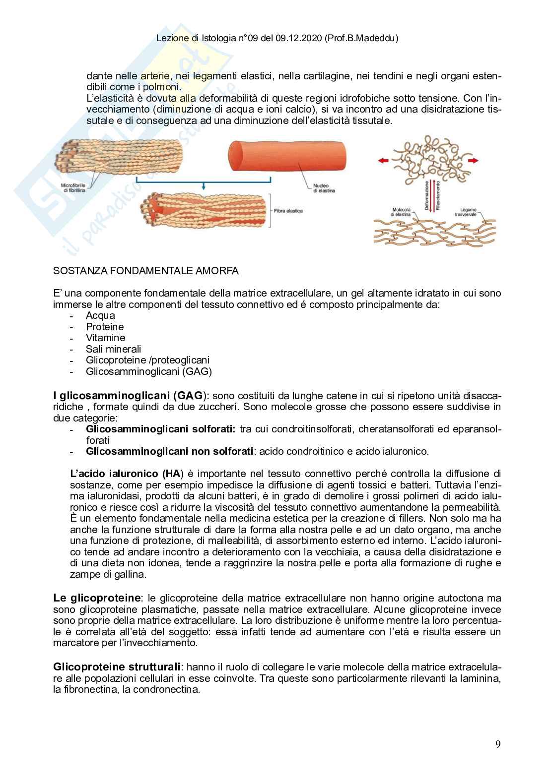 Istologia completo Pag. 41