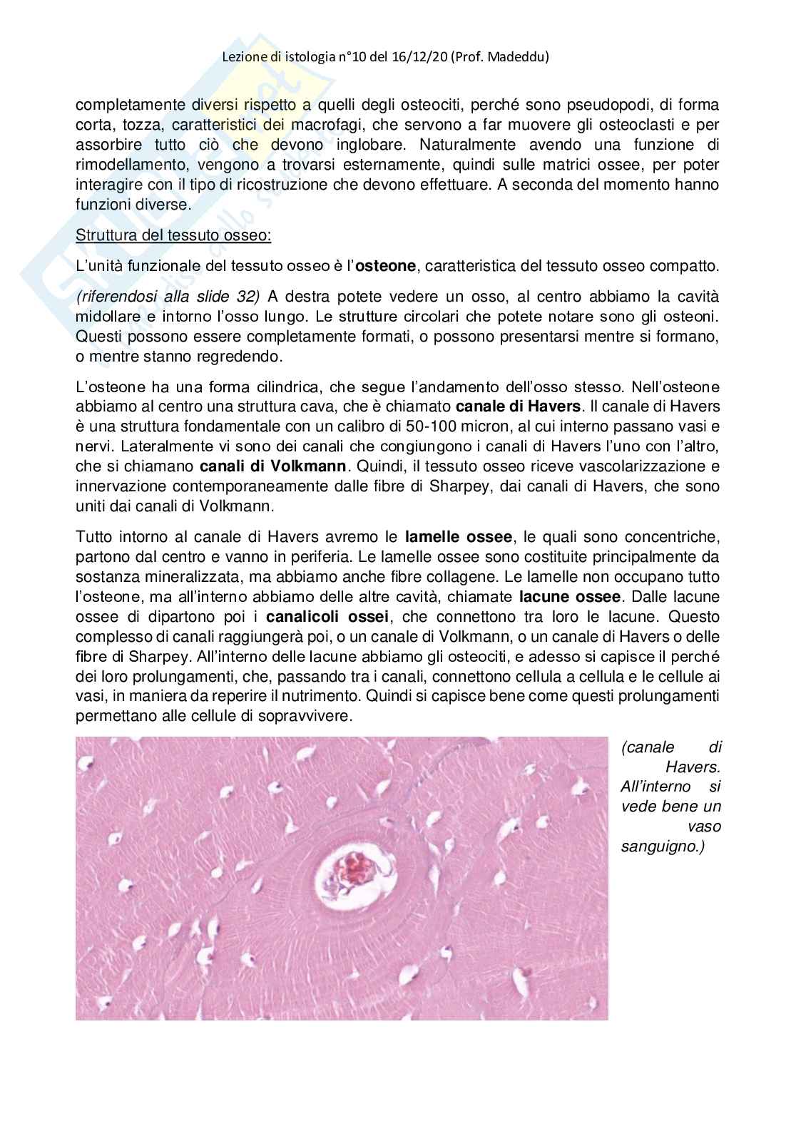 Istologia completo Pag. 56