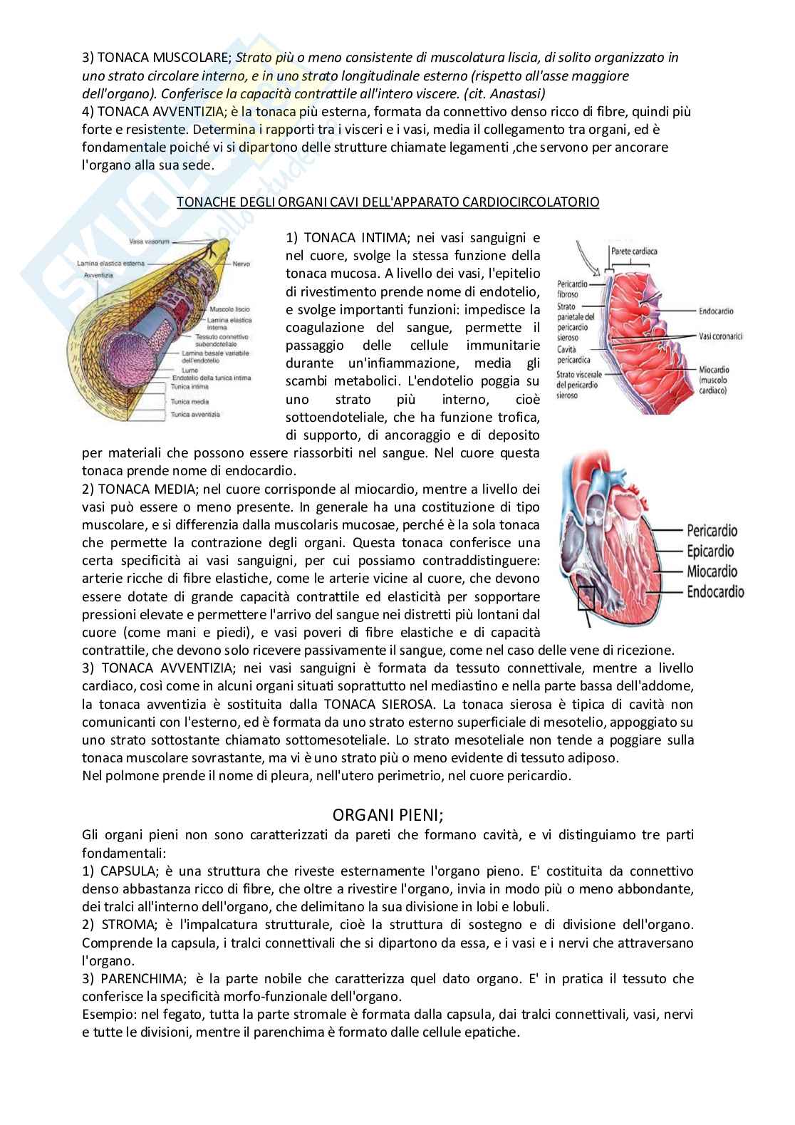 Istologia completo Pag. 6
