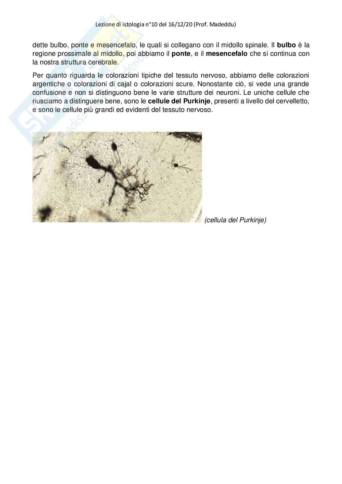 Istologia completo Pag. 61