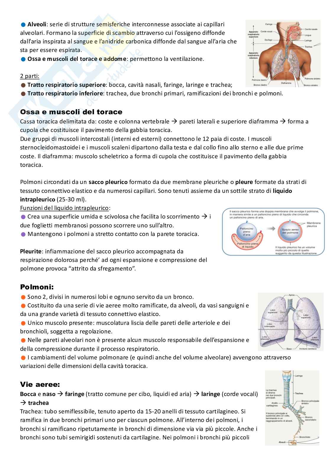Apparato respiratorio Pag. 2