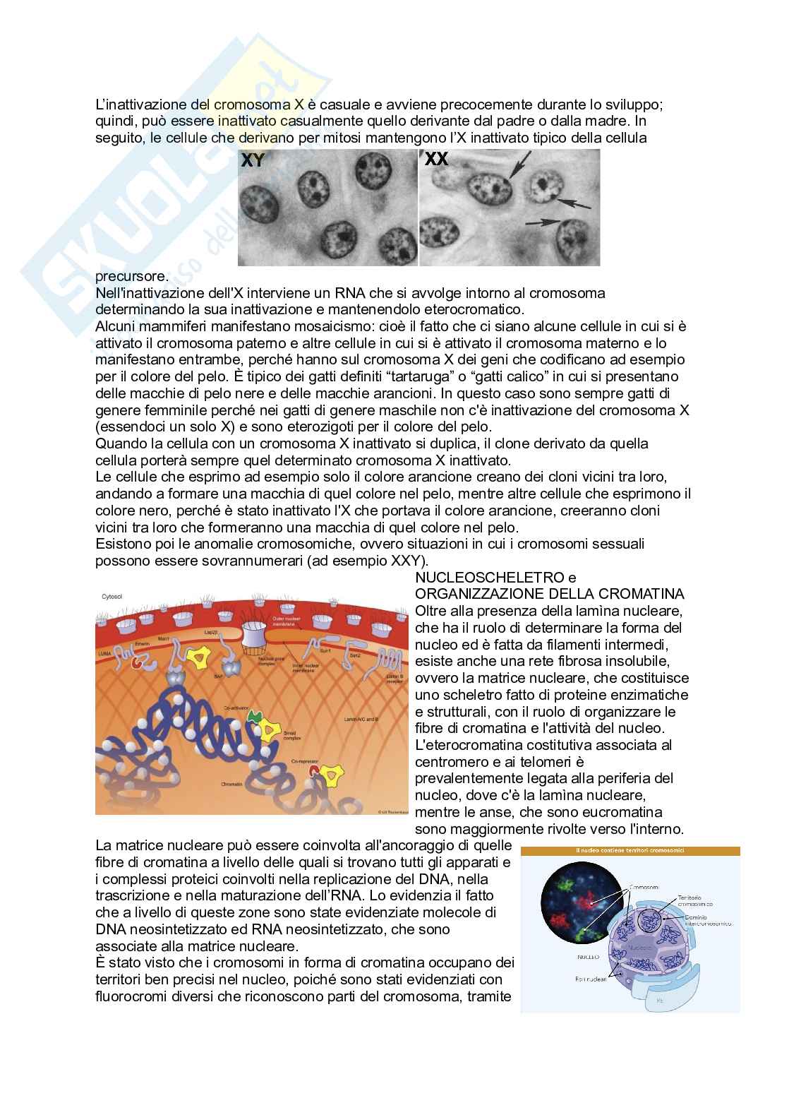 Ottava parte appunti Biologia Pag. 16