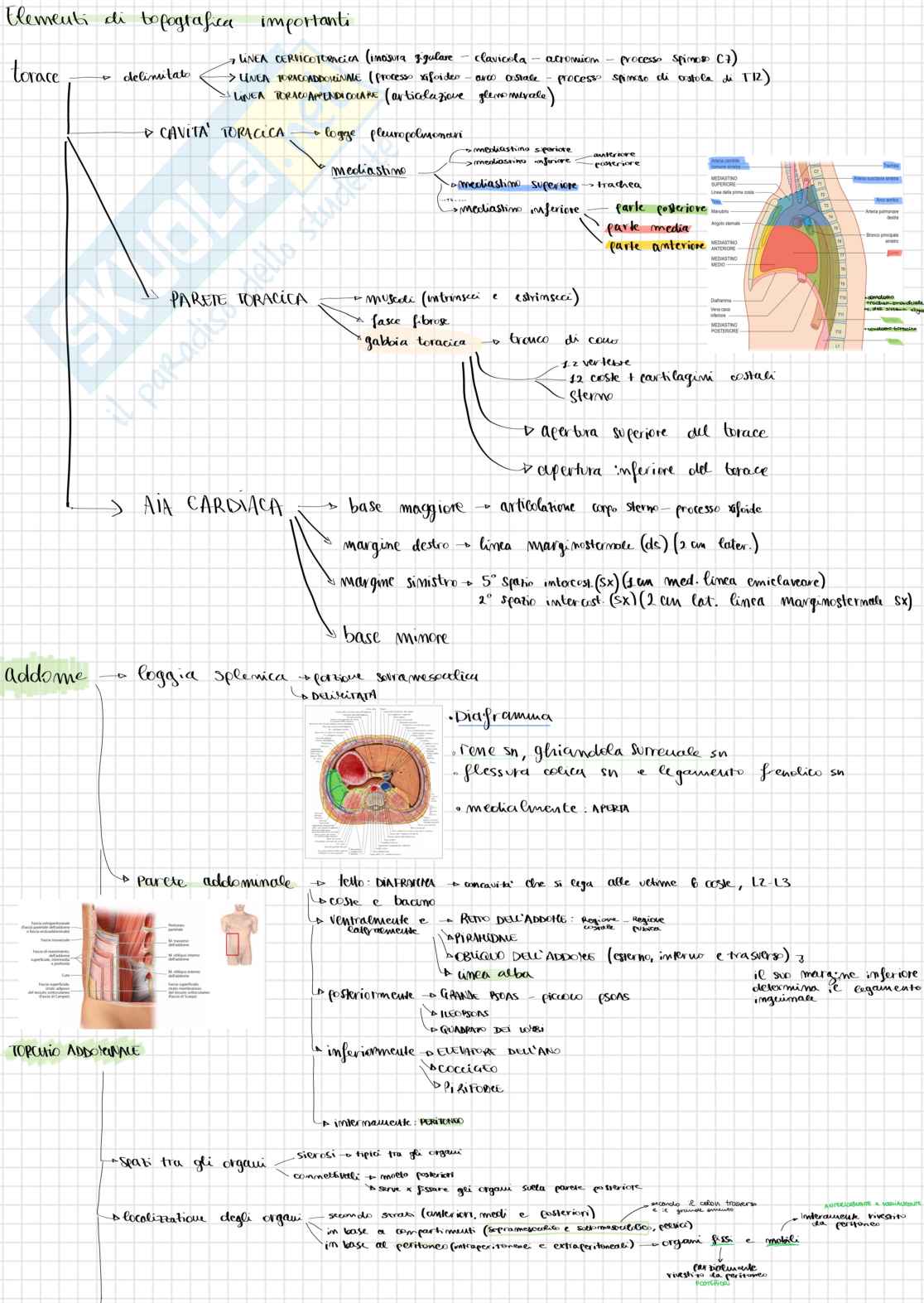 Schemi elementi di topografica e respiratorio Pag. 1