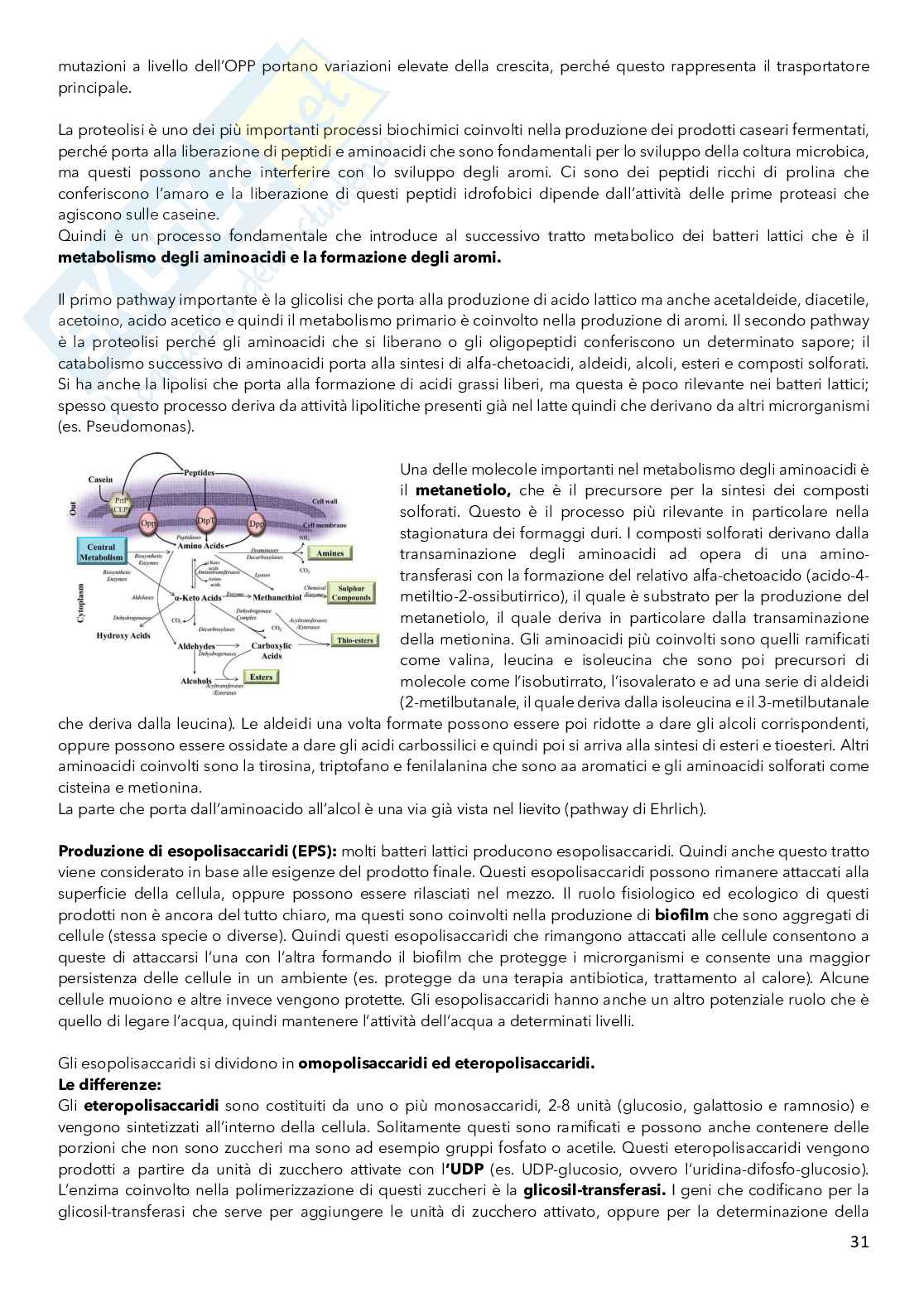 Colture microbiche per l'industria alimentare Pag. 31