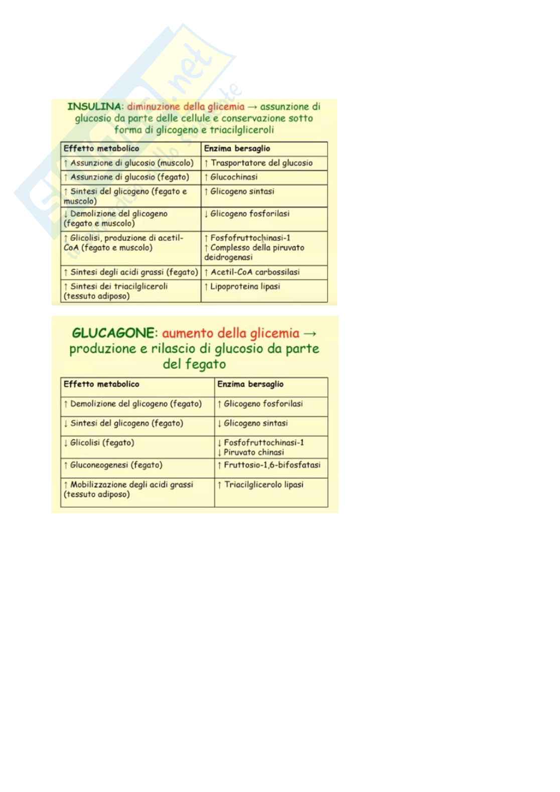 Regolazione ormonale del metabolismo energetico e omeostasi glucidica Pag. 11