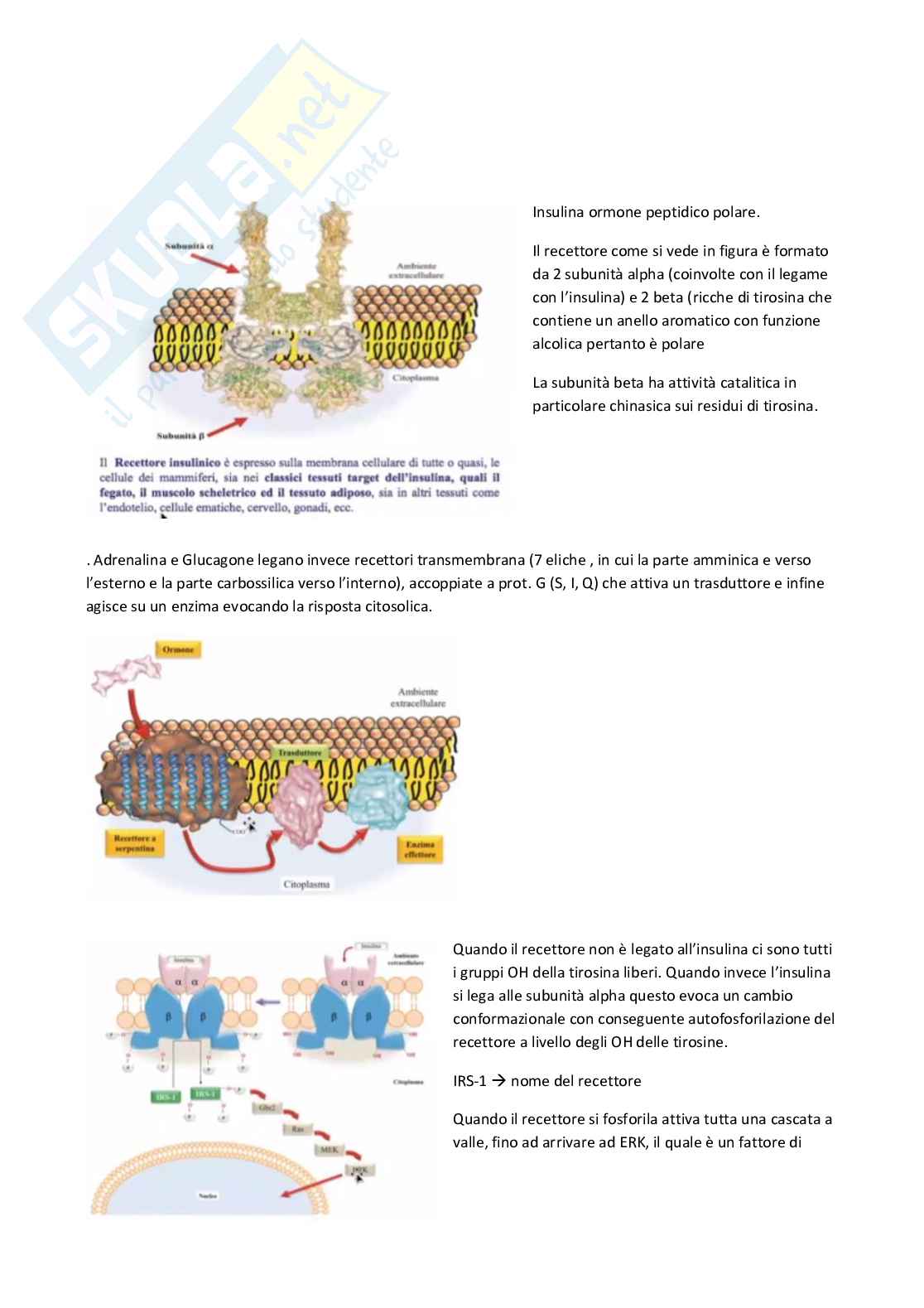 Regolazione ormonale del metabolismo energetico e omeostasi glucidica Pag. 2