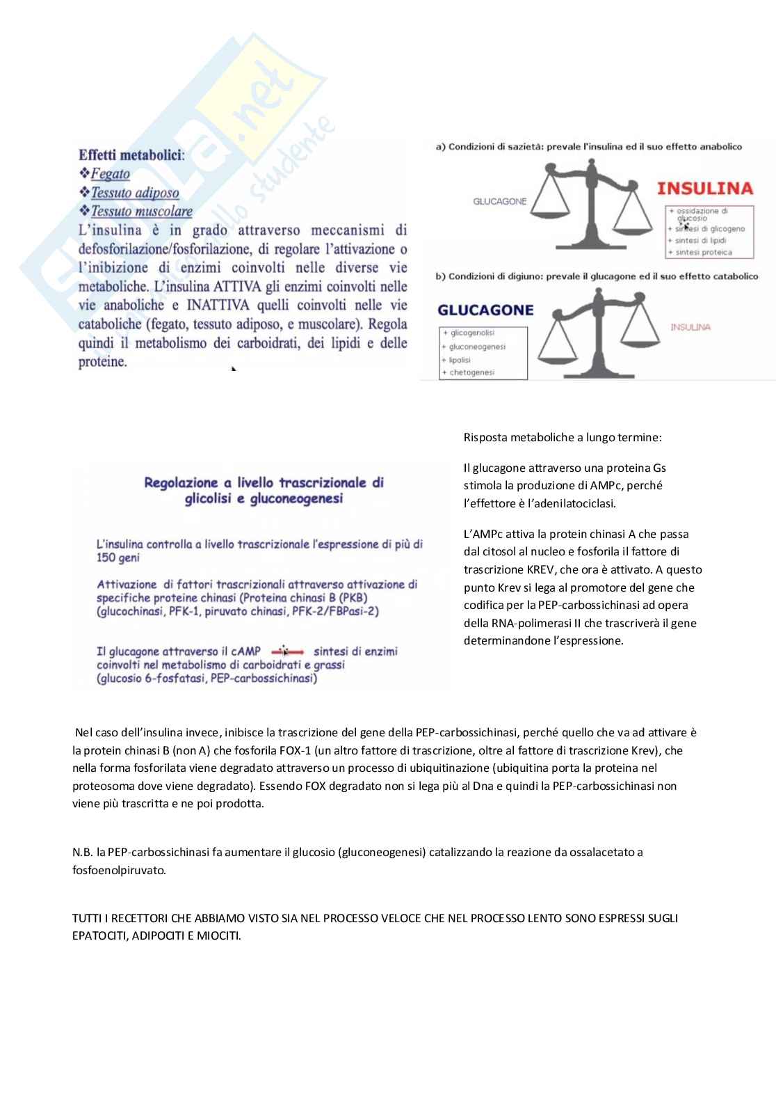 Regolazione ormonale del metabolismo energetico e omeostasi glucidica Pag. 6