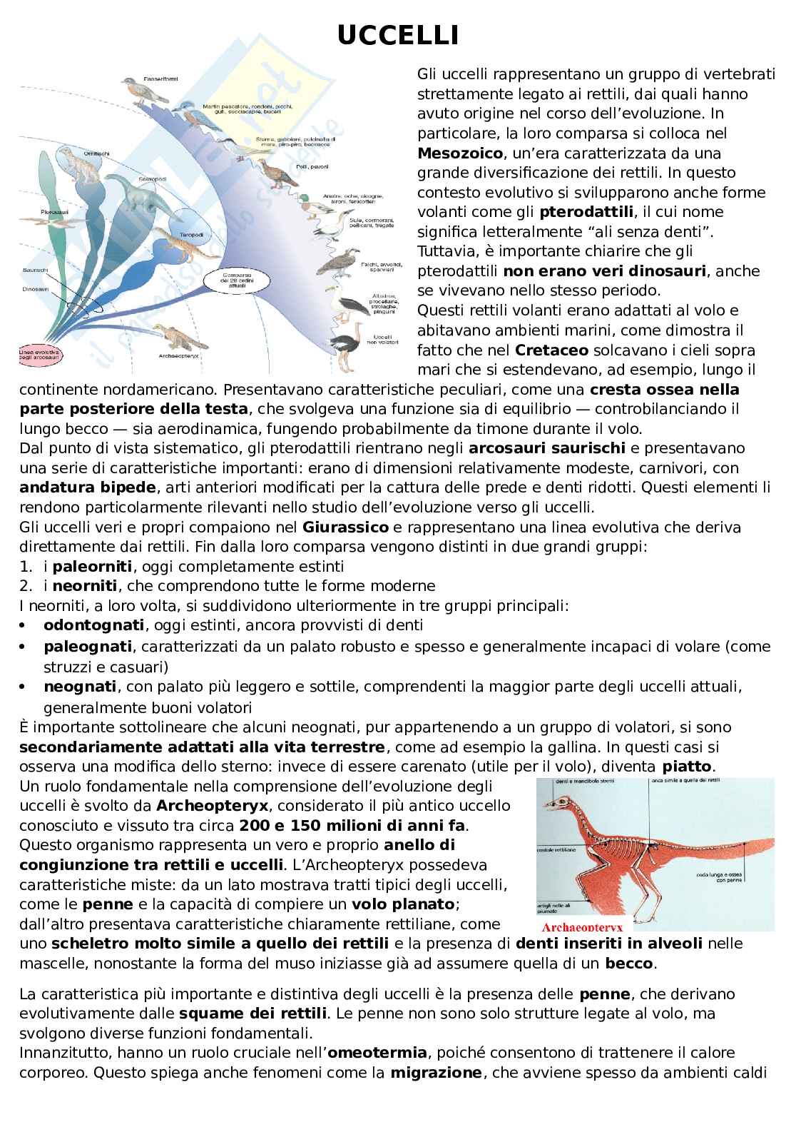 Uccelli Pag. 1