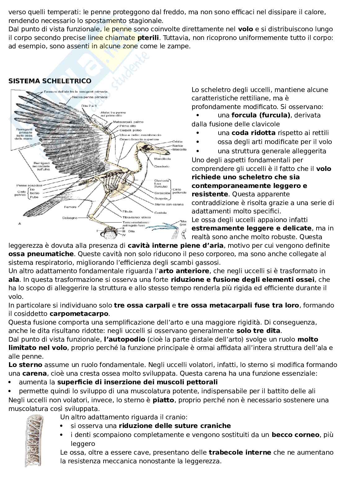 Uccelli Pag. 2