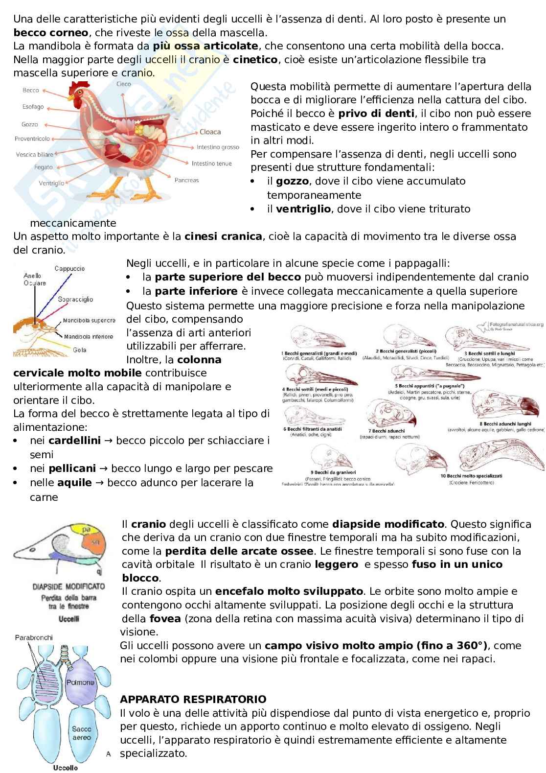 Uccelli Pag. 6