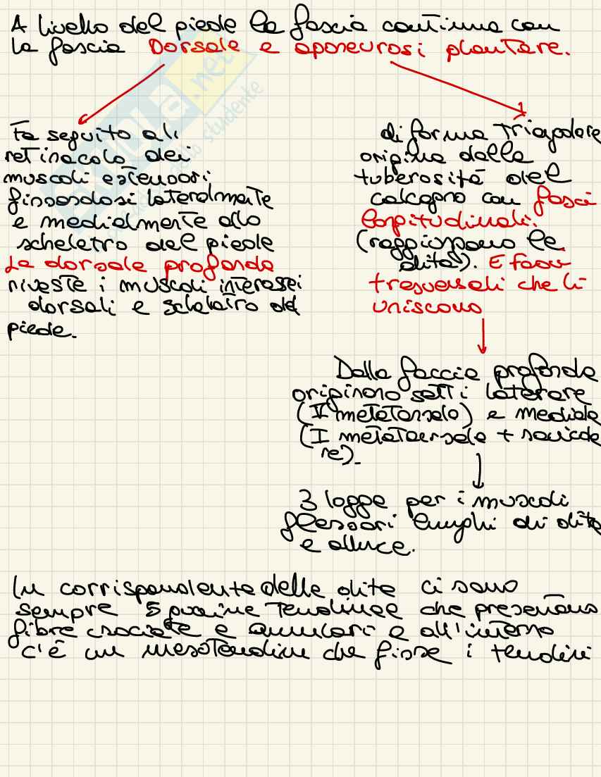 Anatomia I appunti Pag. 21