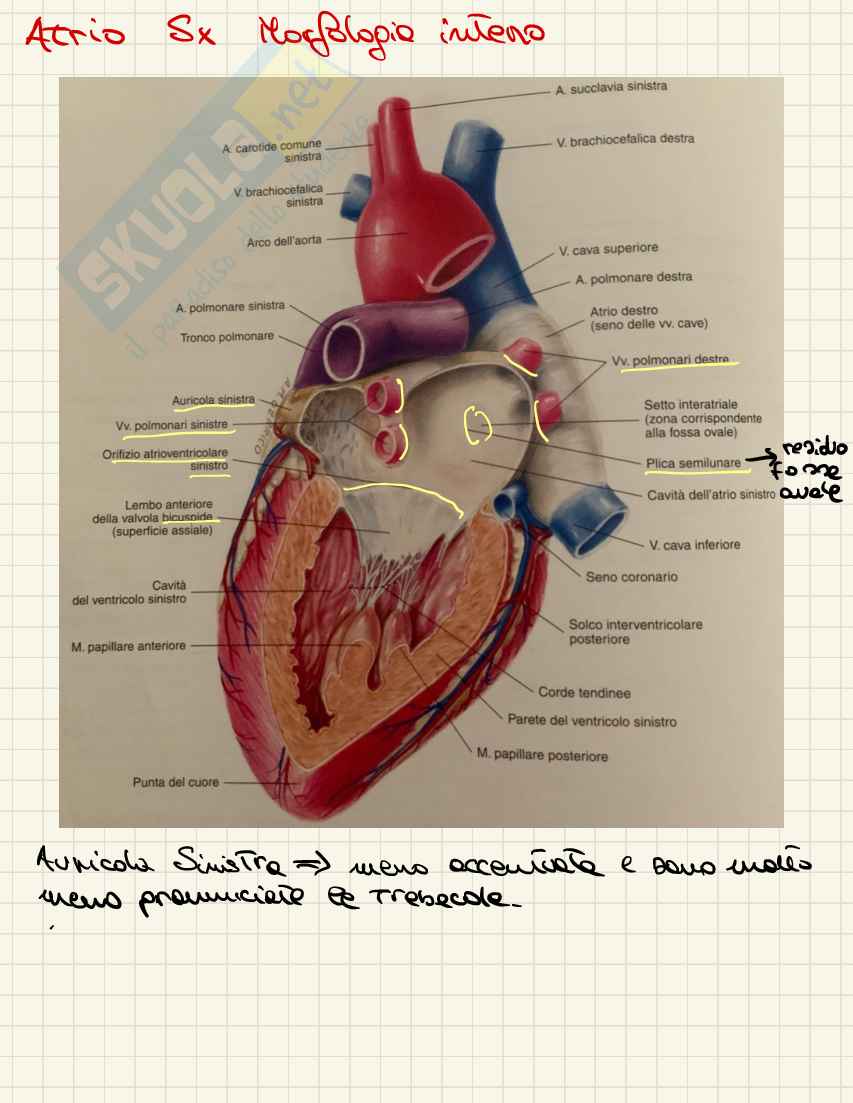 Anatomia I appunti Pag. 41